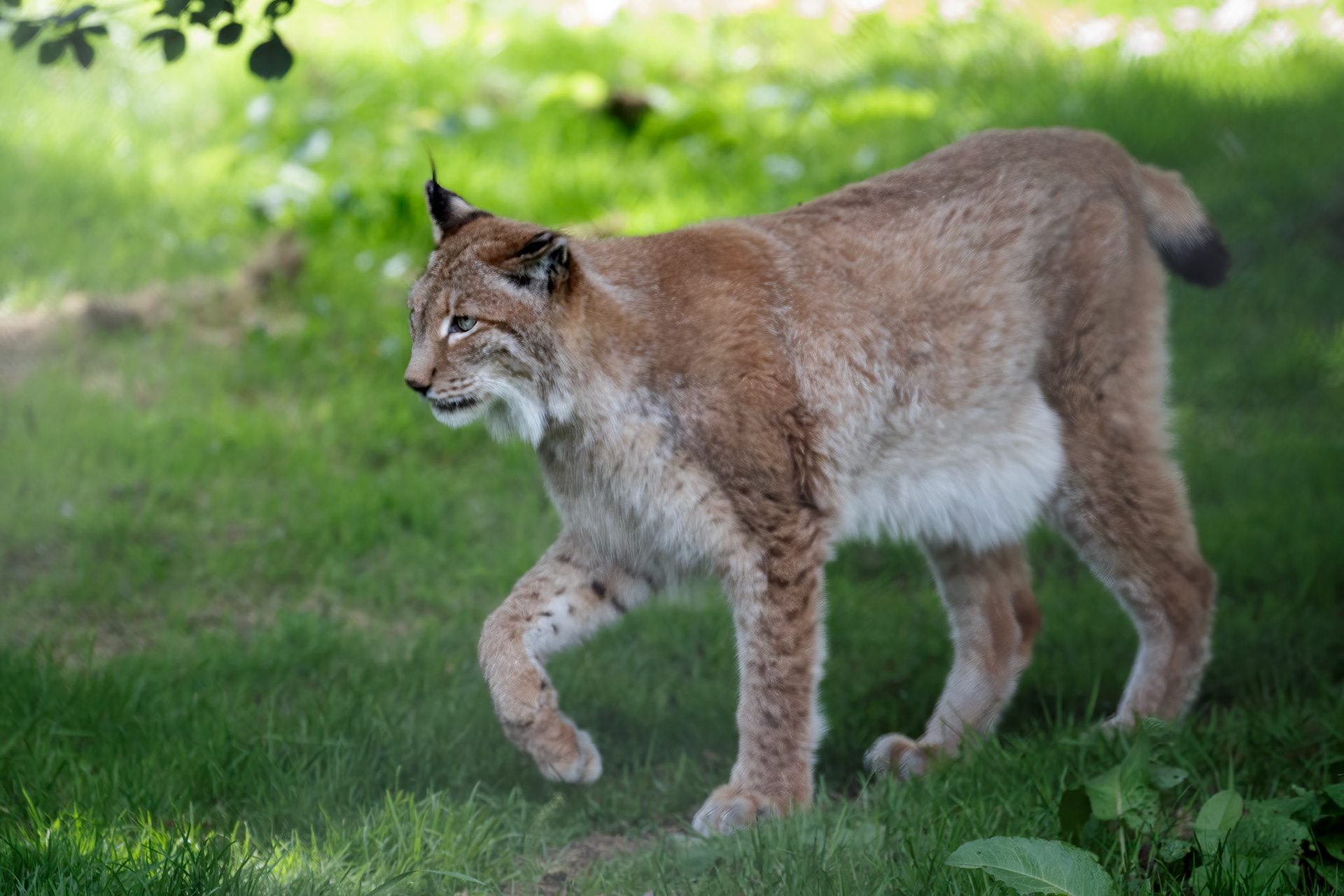 Northern Lynx walking around its domain