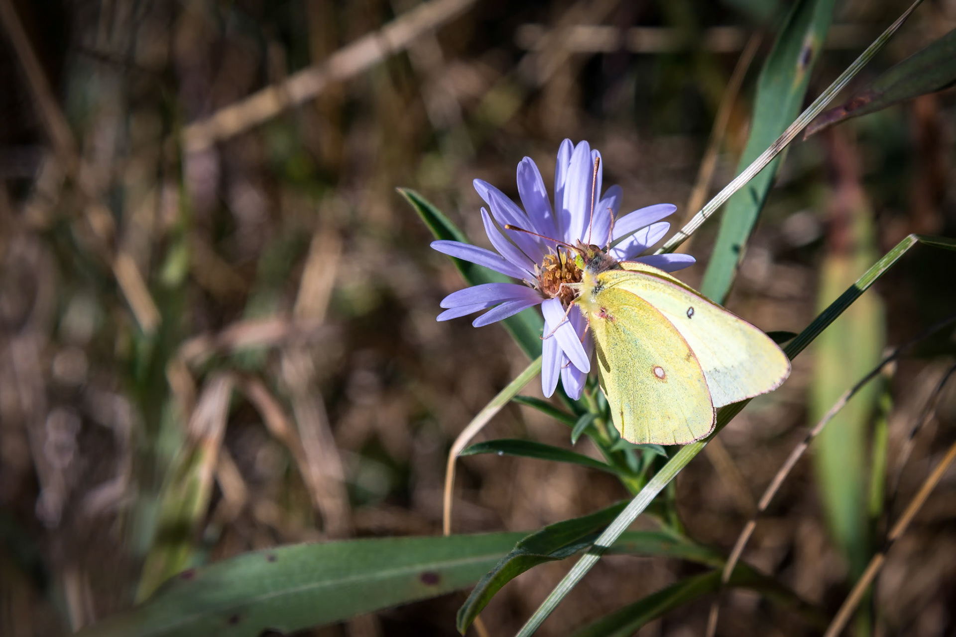 Pink-edged Sulphur (Colias interior) Butterfly