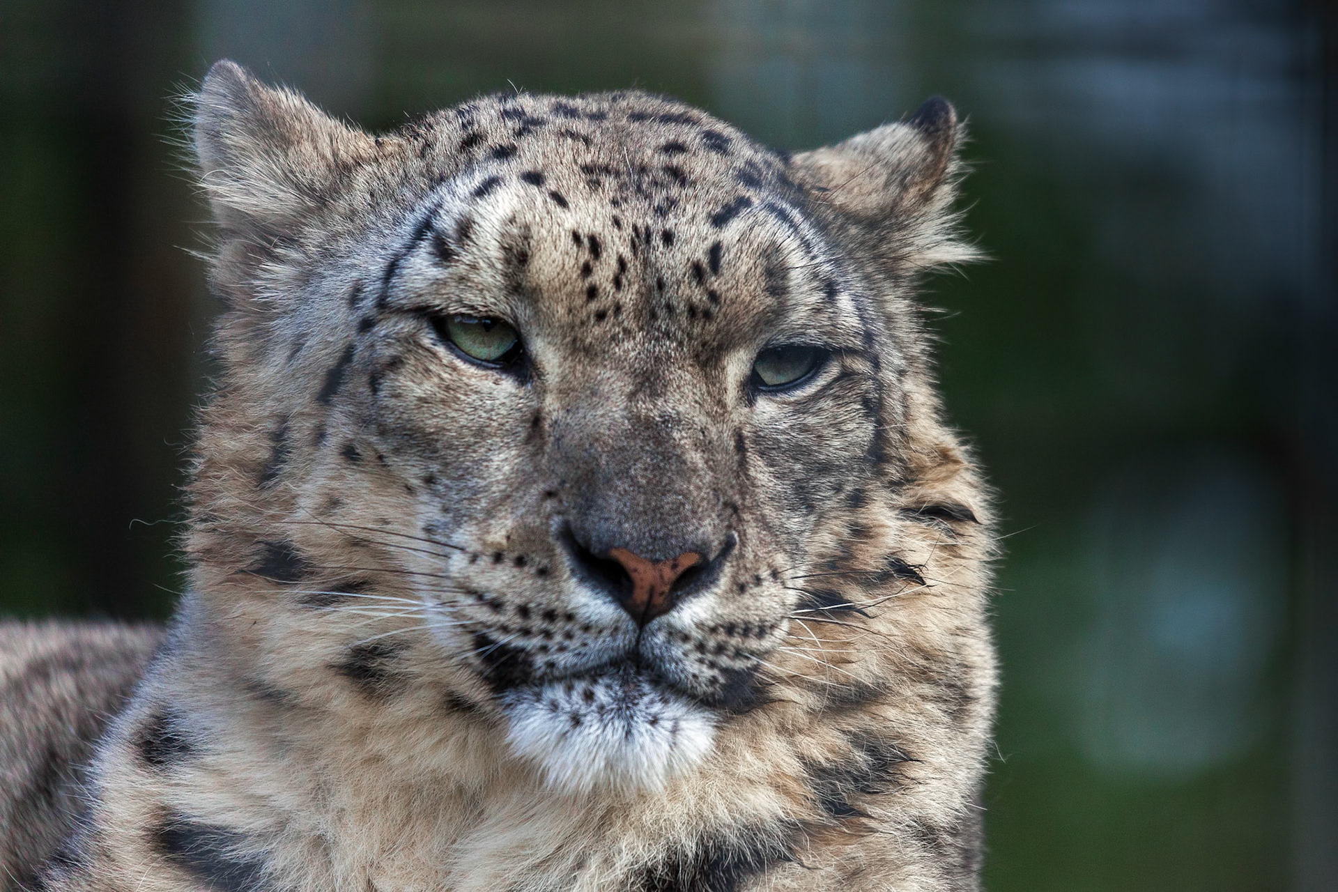 Snow Leopard (Panthera uncia)