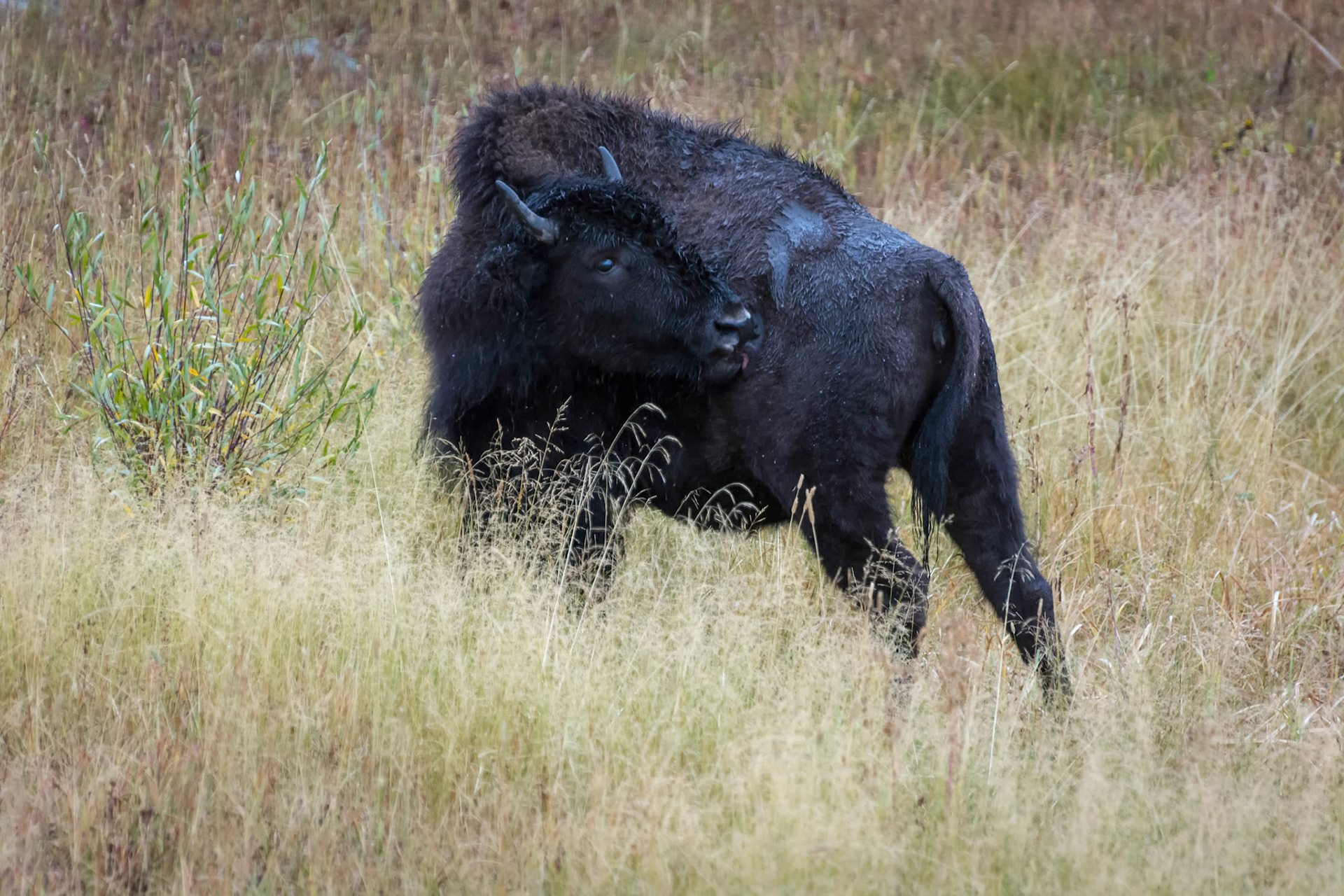 American Bison (Bison bison)