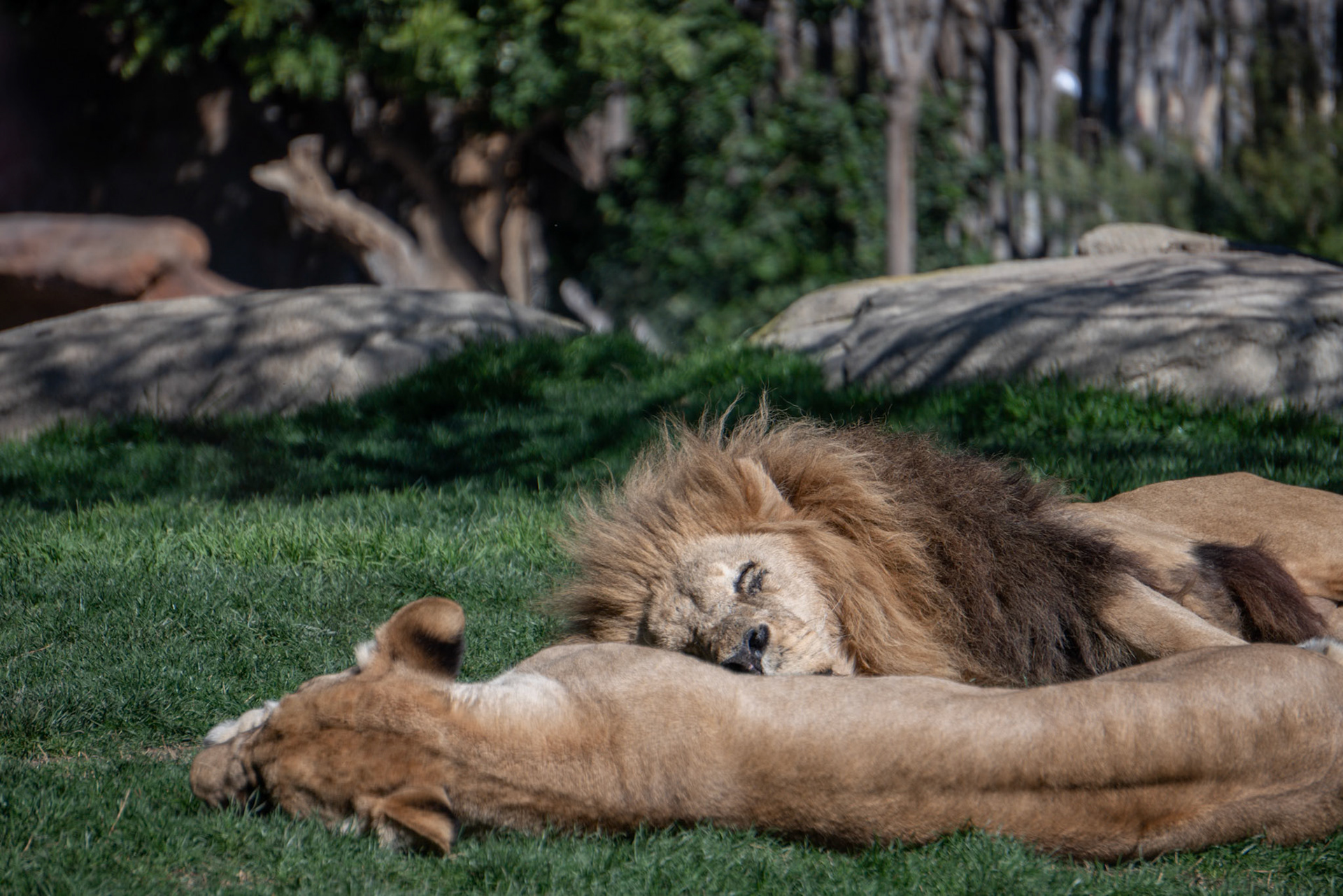 VALENCIA, SPAIN - FEBRUARY 26 : African Lions sleeping at the Bioparc in Valencia Spain on February 26, 2019