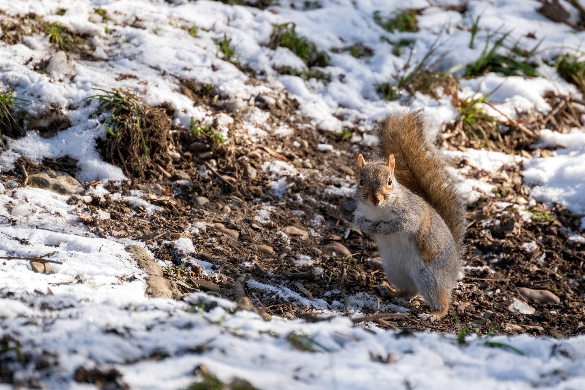 Grey Squirrel (Sciurus carolinensis) eating seeds in the snow