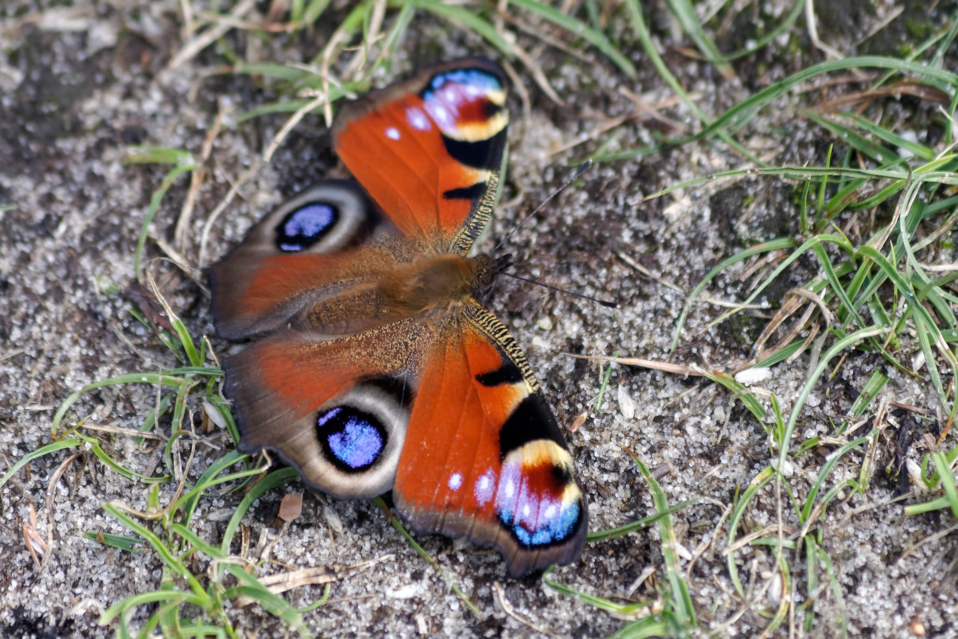 Peacock Butterfly (Inachis io) resting