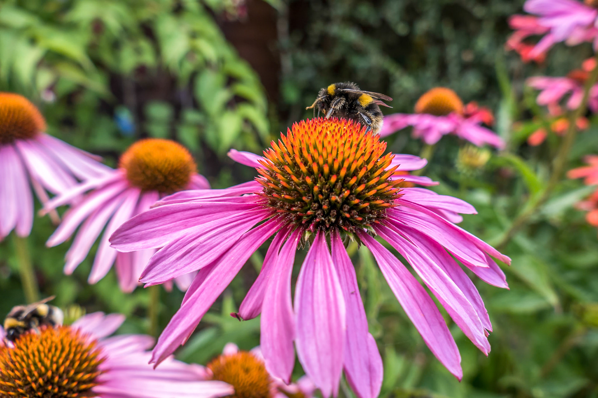 Bee on a Pink Echinacea Flower