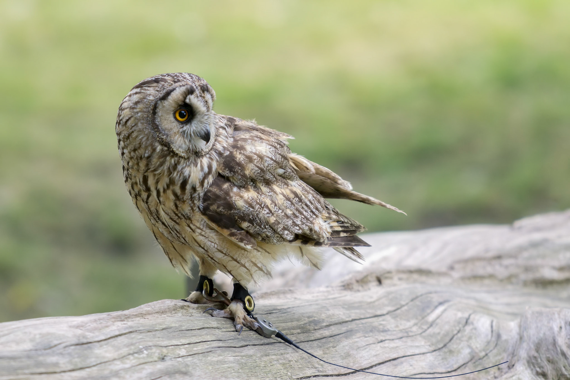 Short Eared Owl (Asio flammeus)