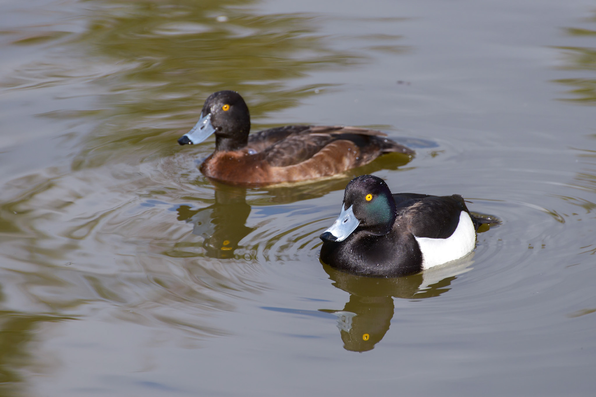 A pair of Tufted Ducks (Aythya fuligula) swimming together