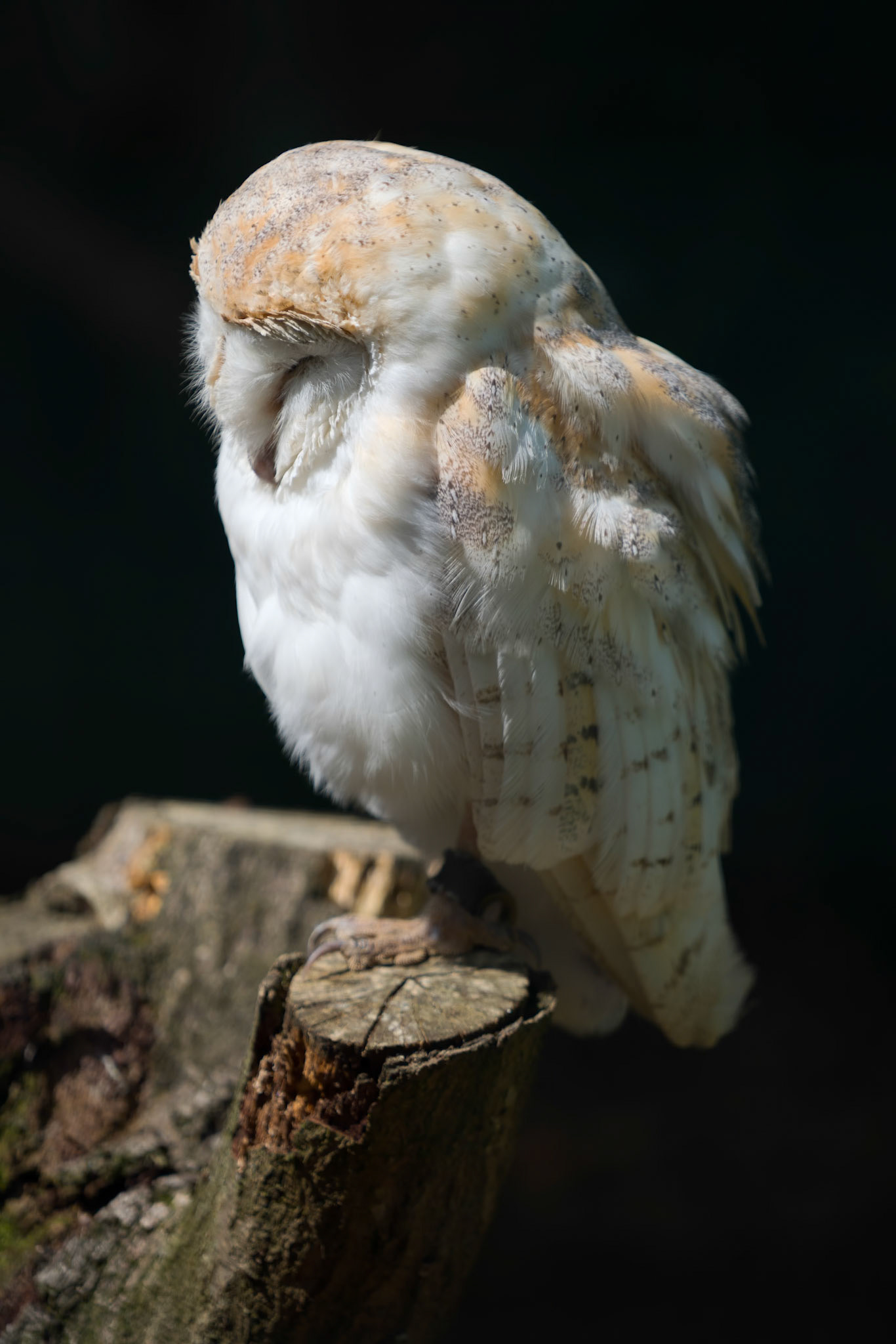Barn Owl (Tyto alba)