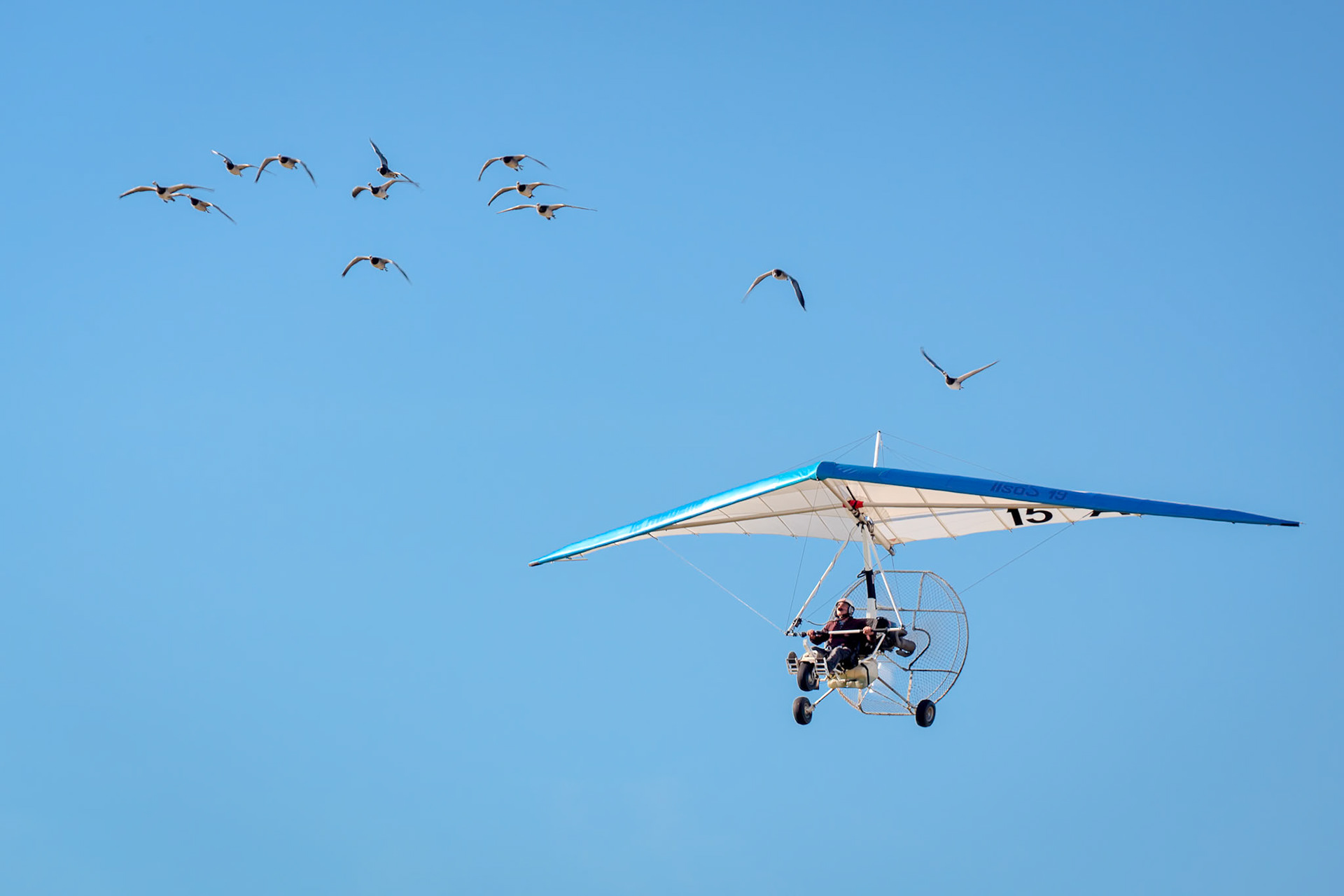 Christian Moulec and his Geese