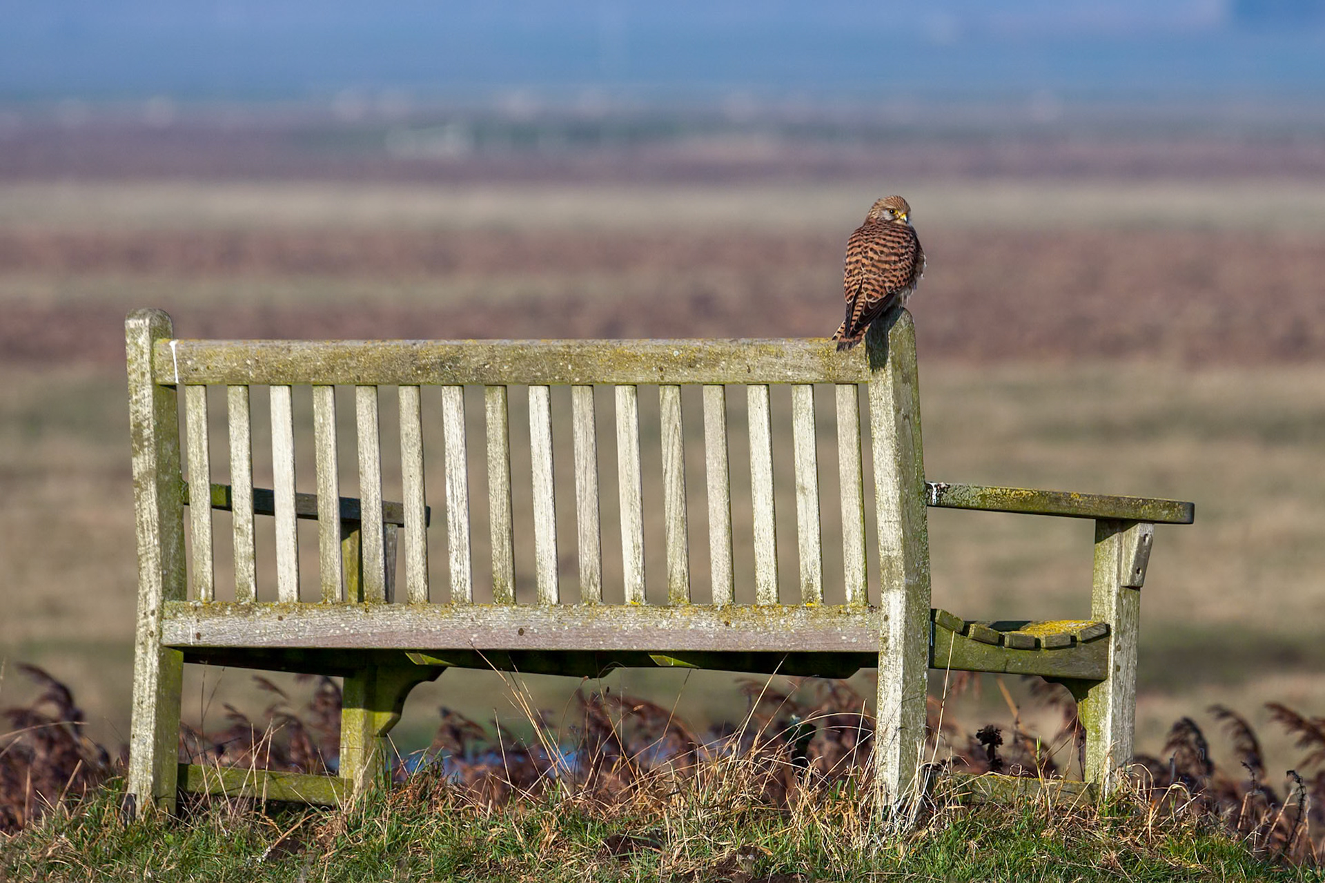 Kestrel sitting on a bench enjoying the evening sunlight