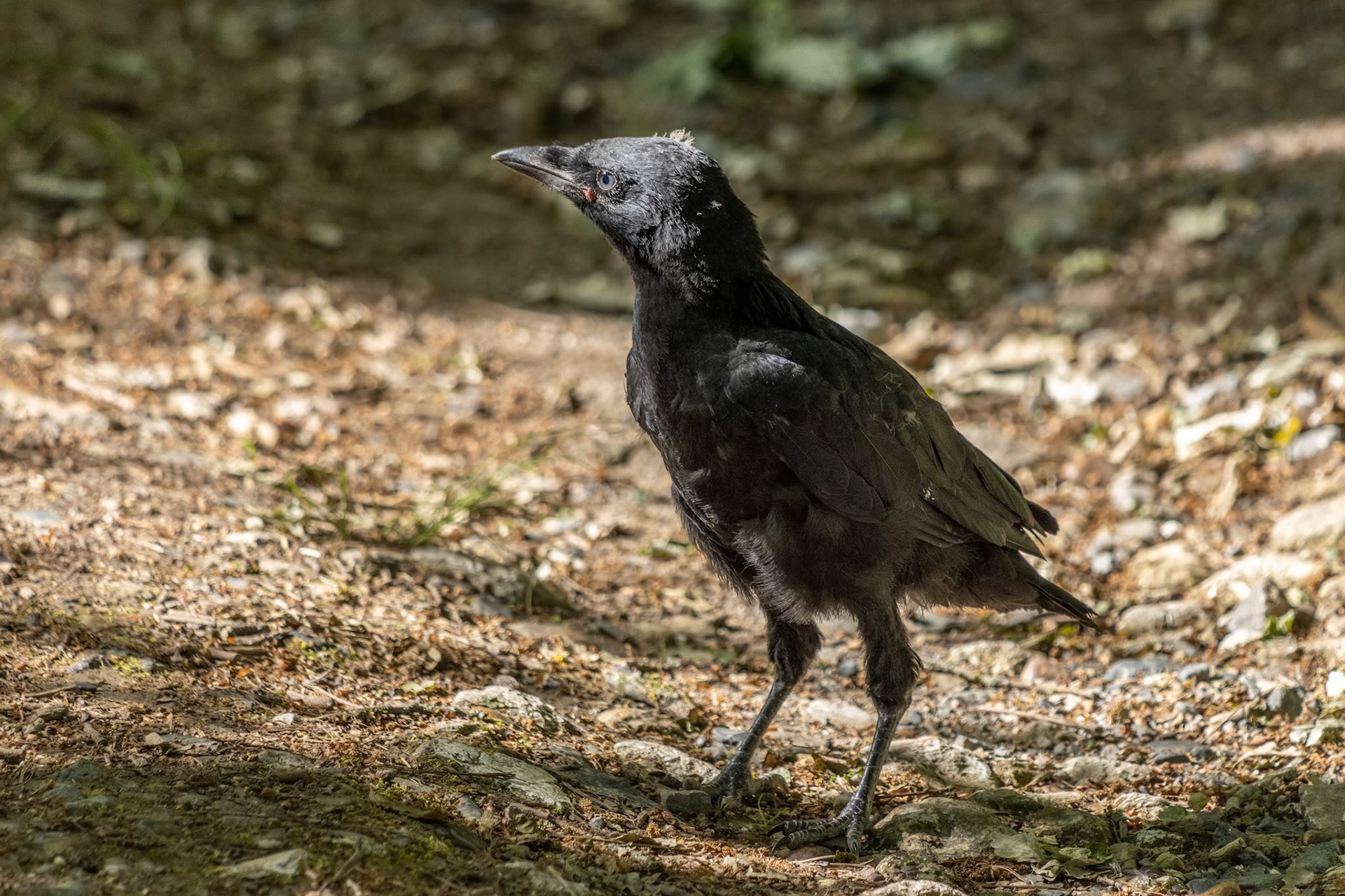 Newly fledged Jackdaw (Corvus monedula) walking along the ground