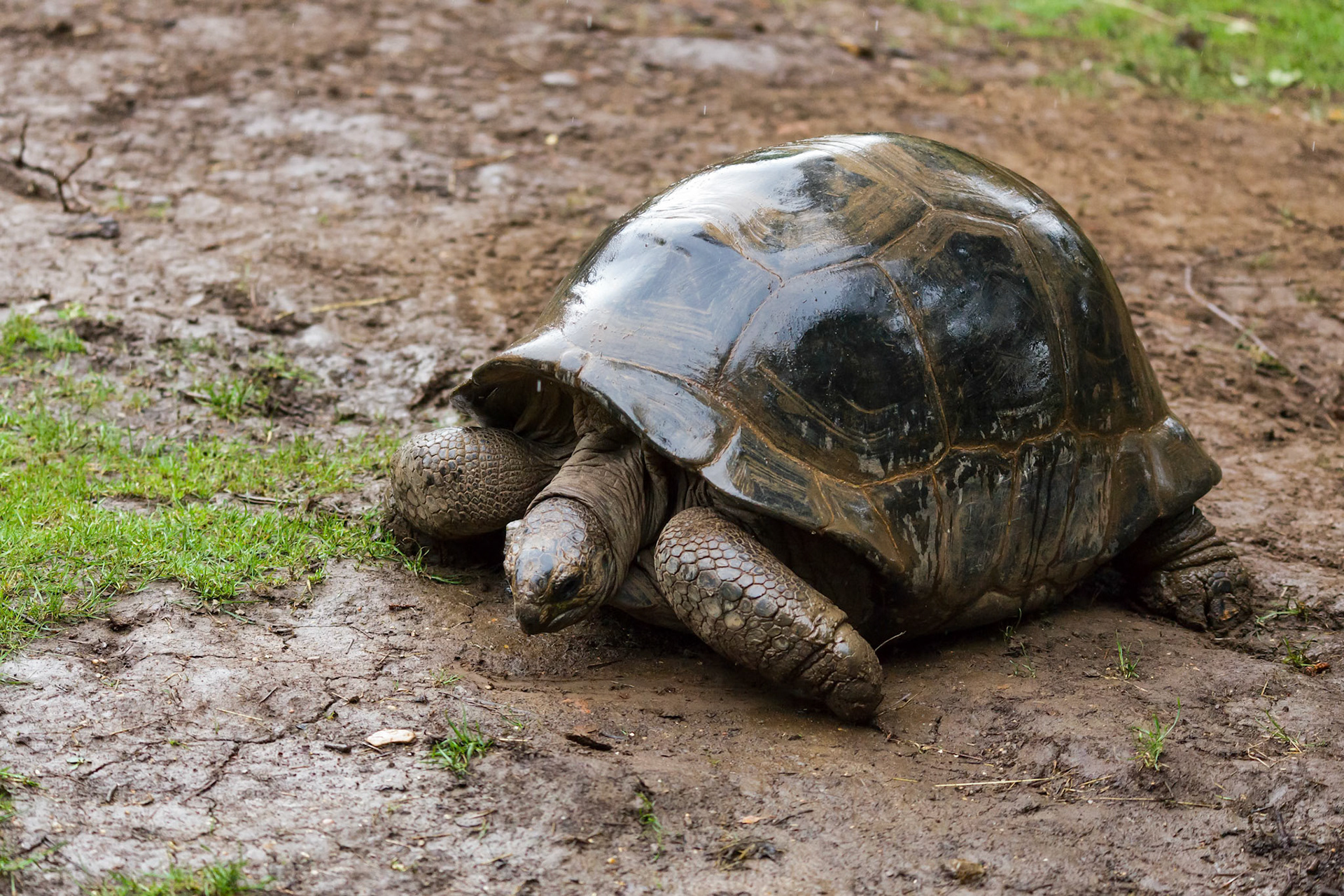 Possibly a Seychelles Giant Tortoise (Dipsochelys hololissa) extinct species