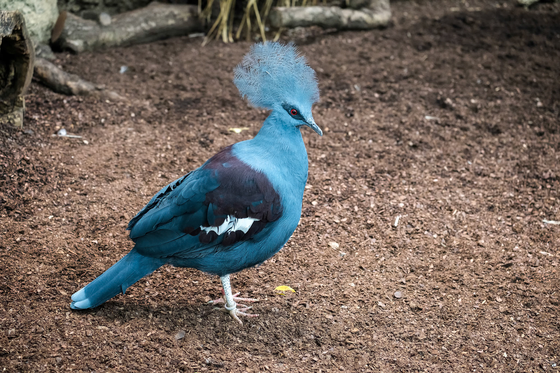 Southern Crowned Pigeon (Goura scheepmakeri sclateri)