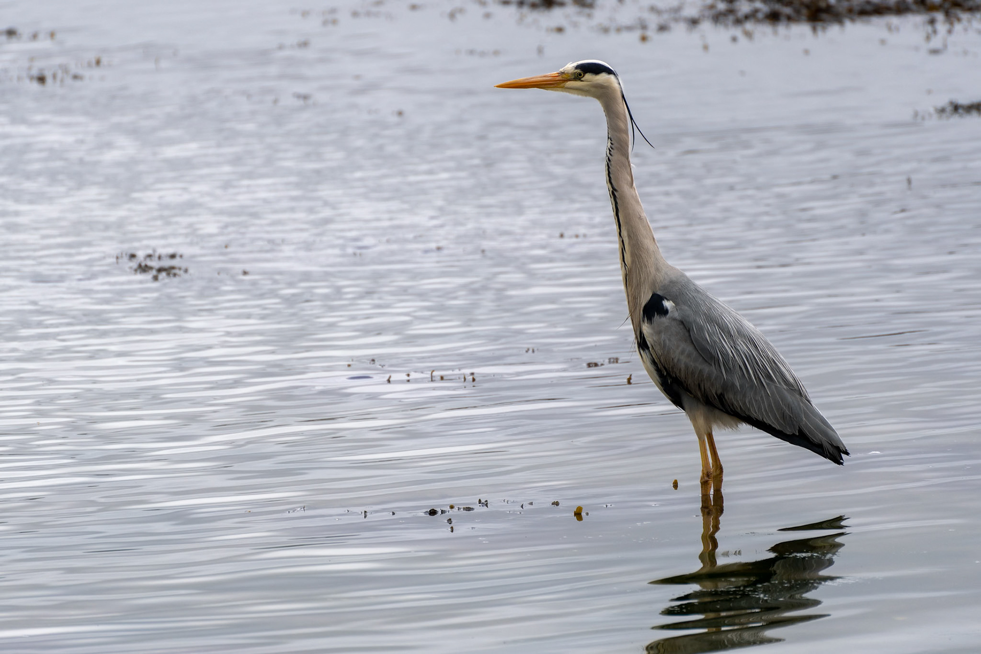 Grey Heron (Ardea cinerea) in shallow water at Restronguet Creek in Cornwall