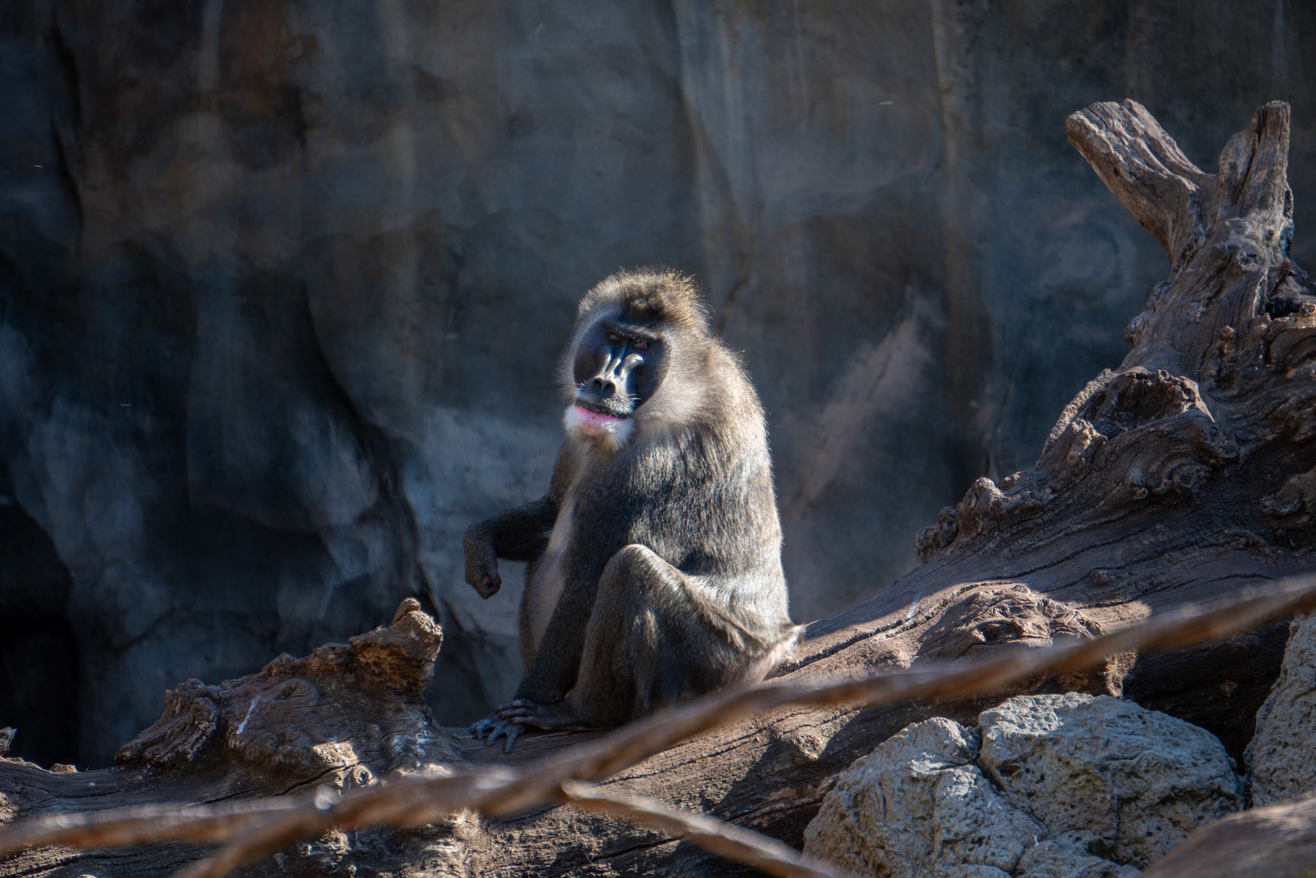 VALENCIA, SPAIN - FEBRUARY 26 : Mandrill at the Bioparc in Valencia Spain on February 26, 2019