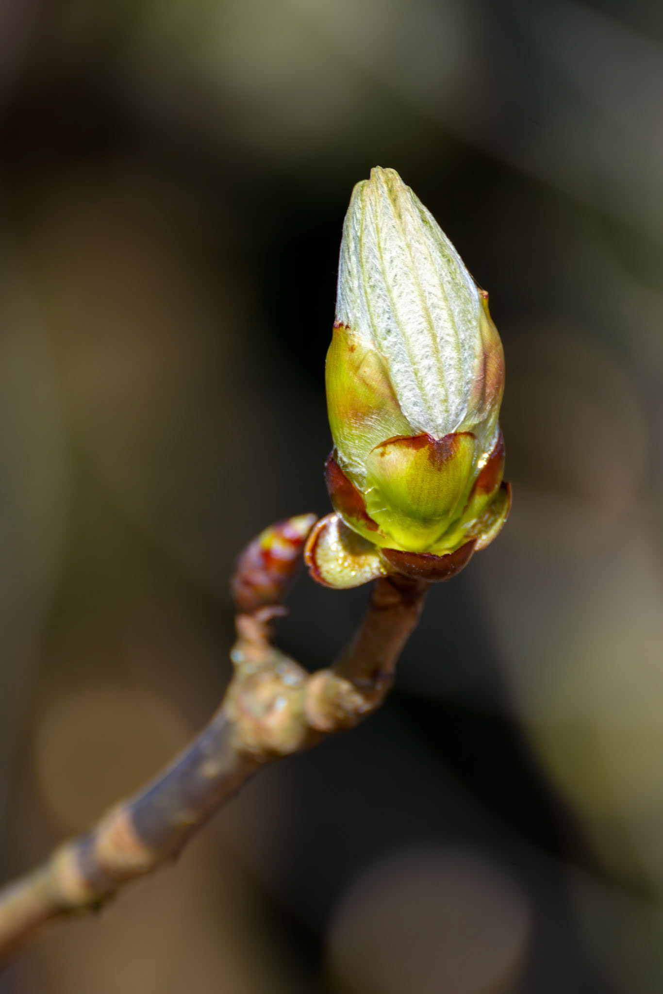 Sticky bud of the Horse Chestnut tree bursting into leaf