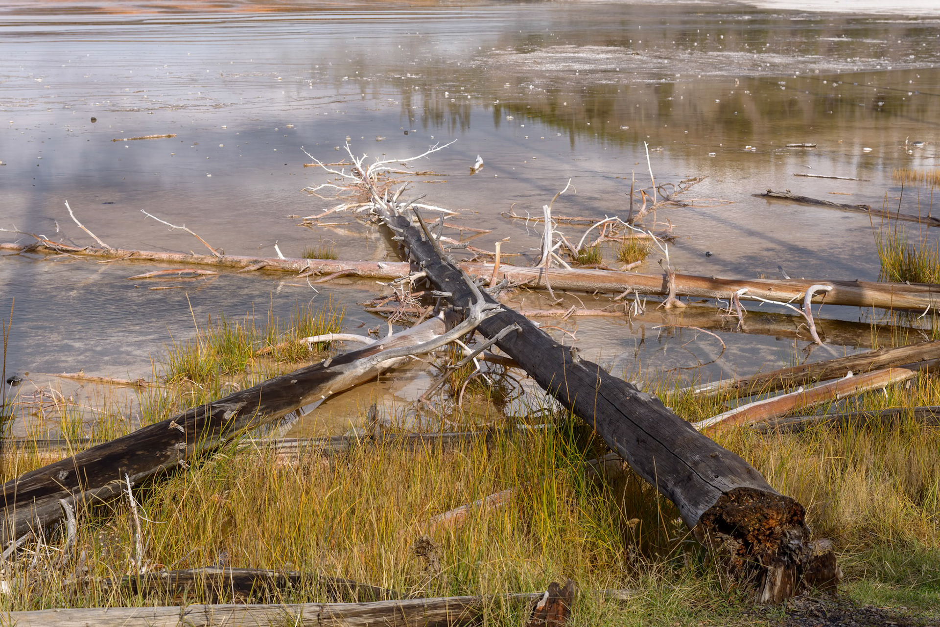 Dead trees in the Grand Prismatic Spring in Yellowstone