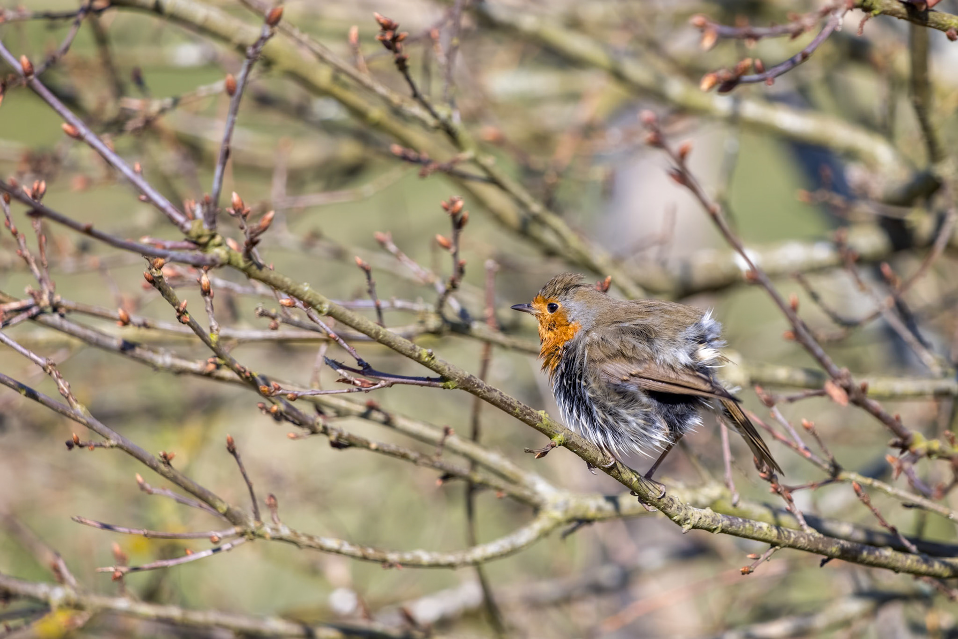 Mystery of the wet Robin perched in a tree on a sunny spring day