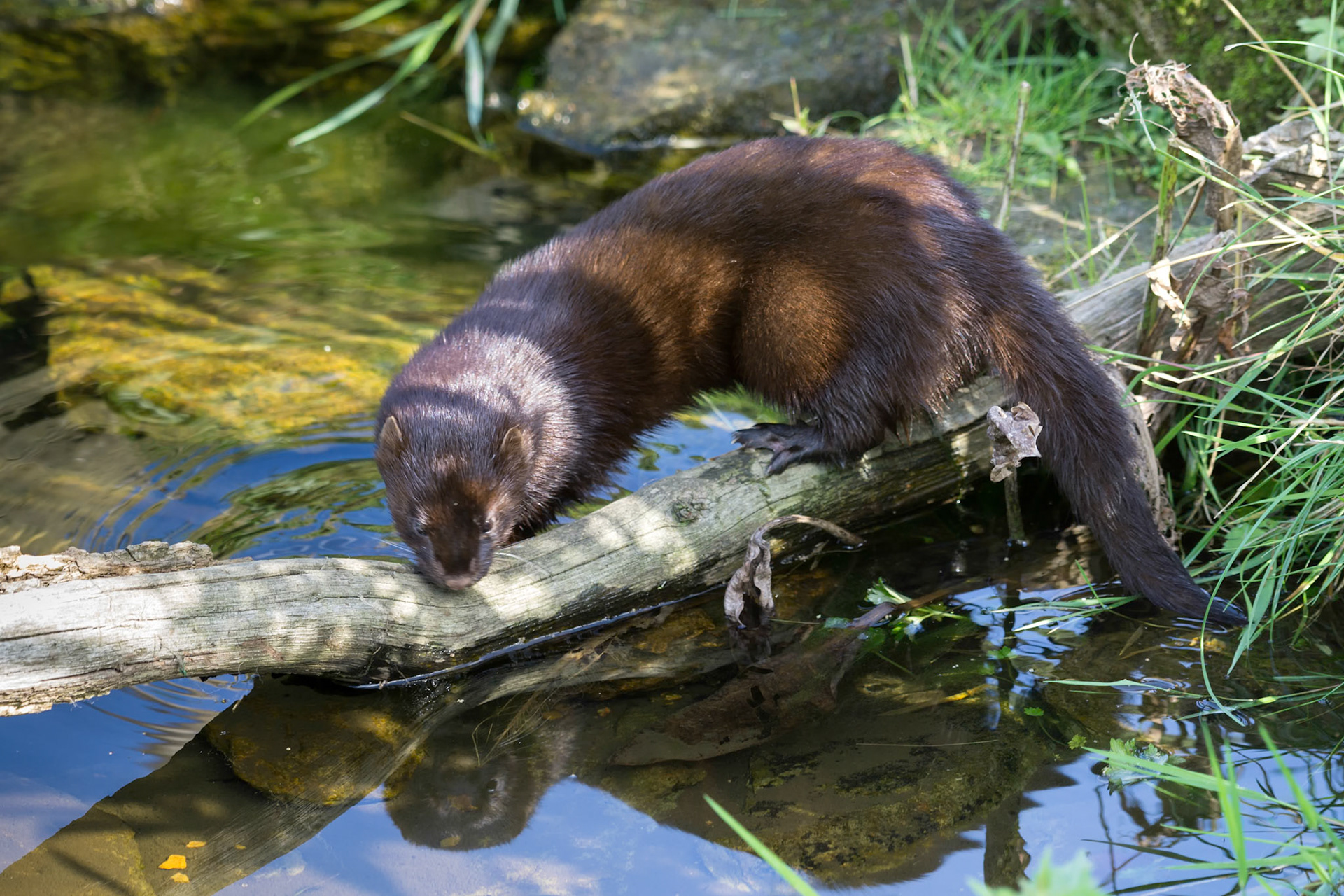 European Mink (Mustela lutreola)