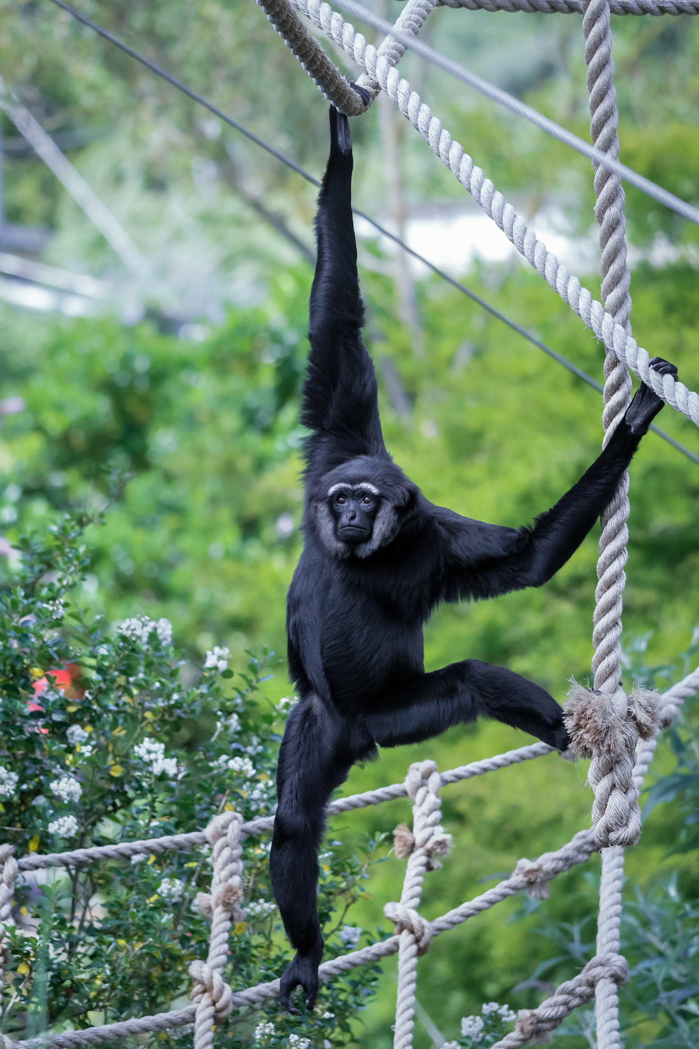 Agile Gibbon (hylobates agilis)