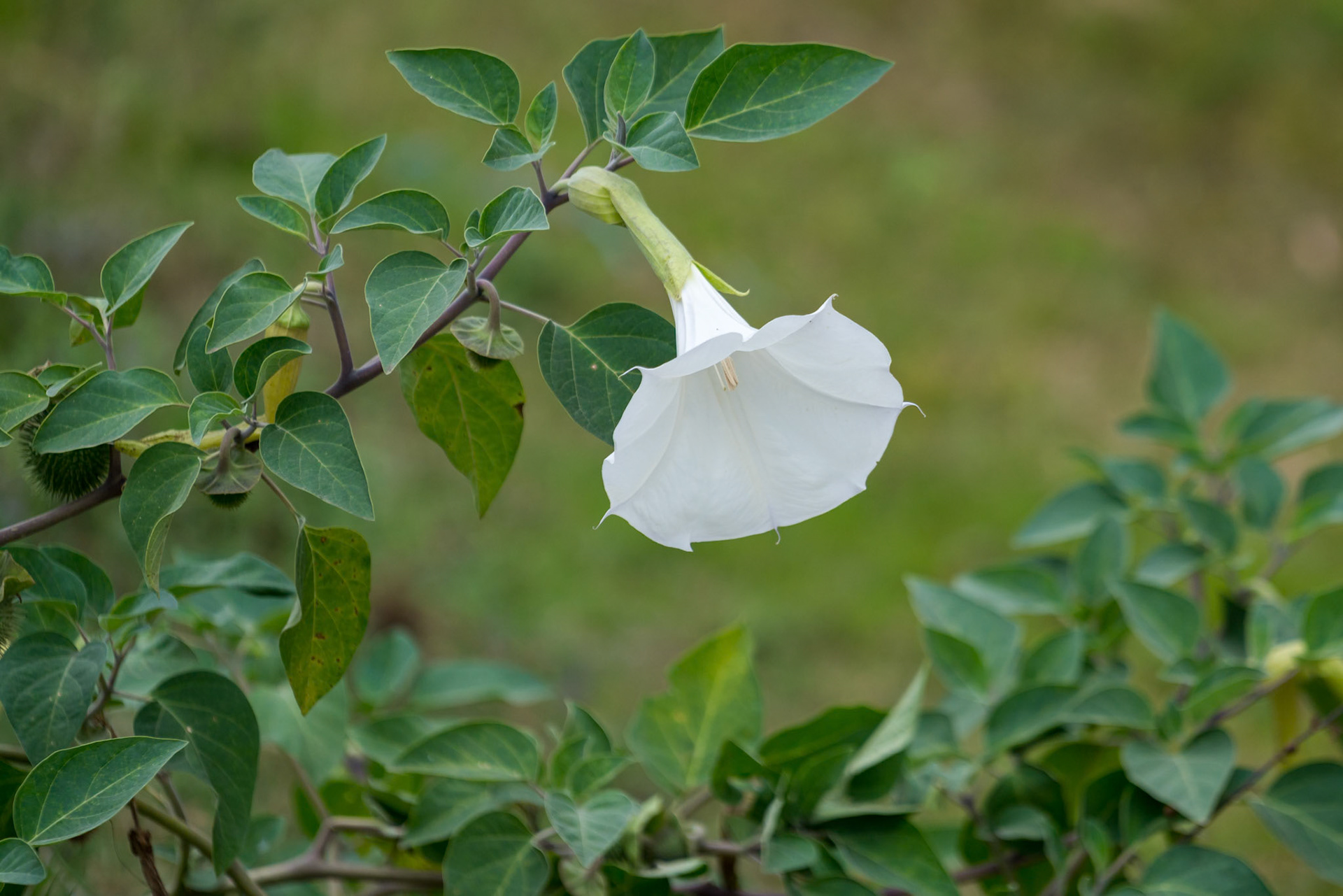 Convolvulus flowering in the Danube Delta