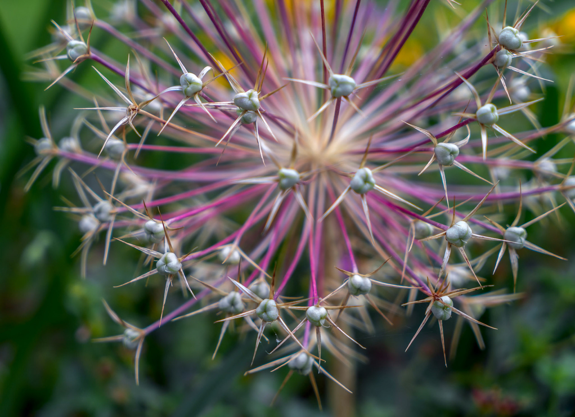 Agapanthus Seed Head in an English Garden