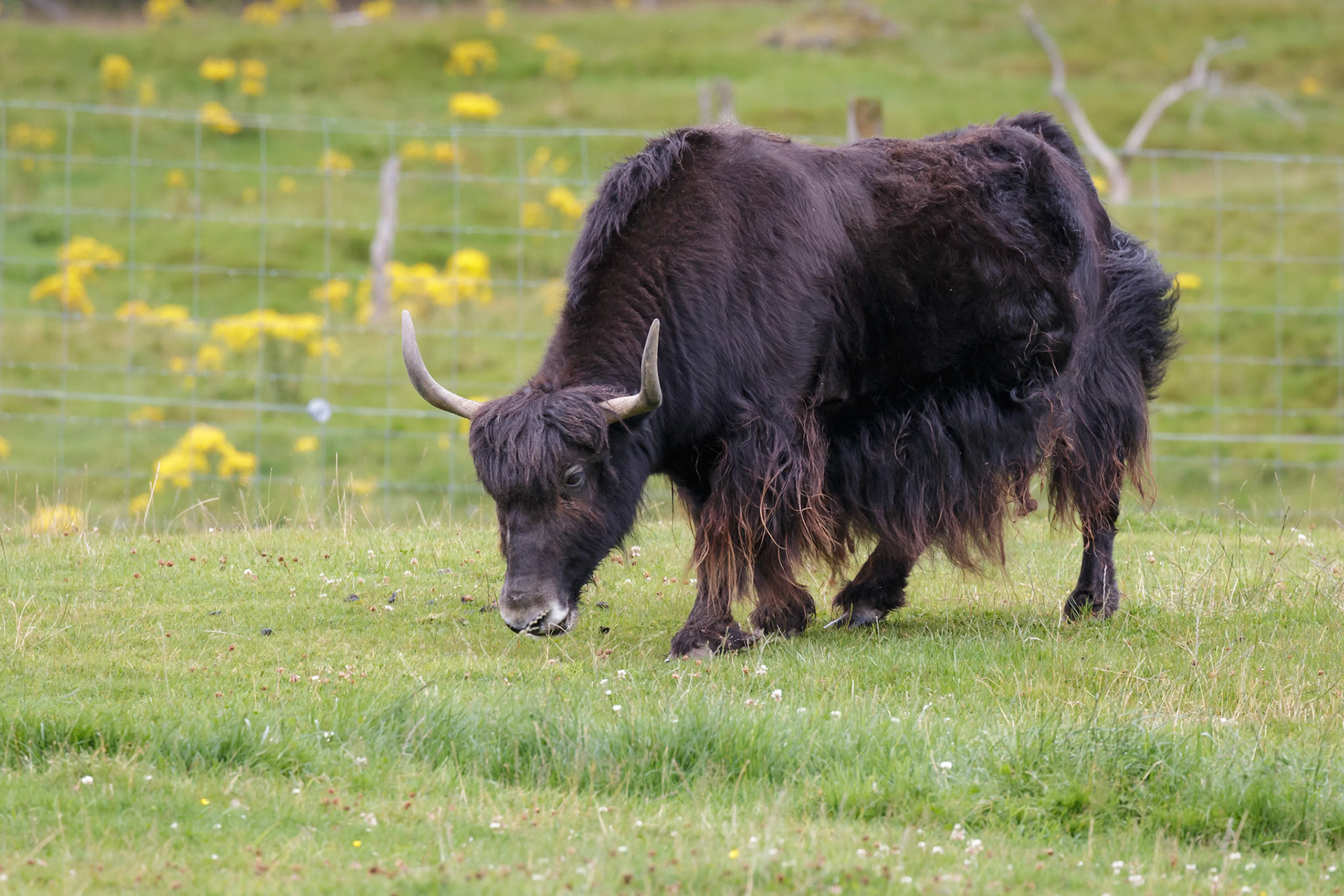 Yak (Bos grunniens) grazing on succulent grass