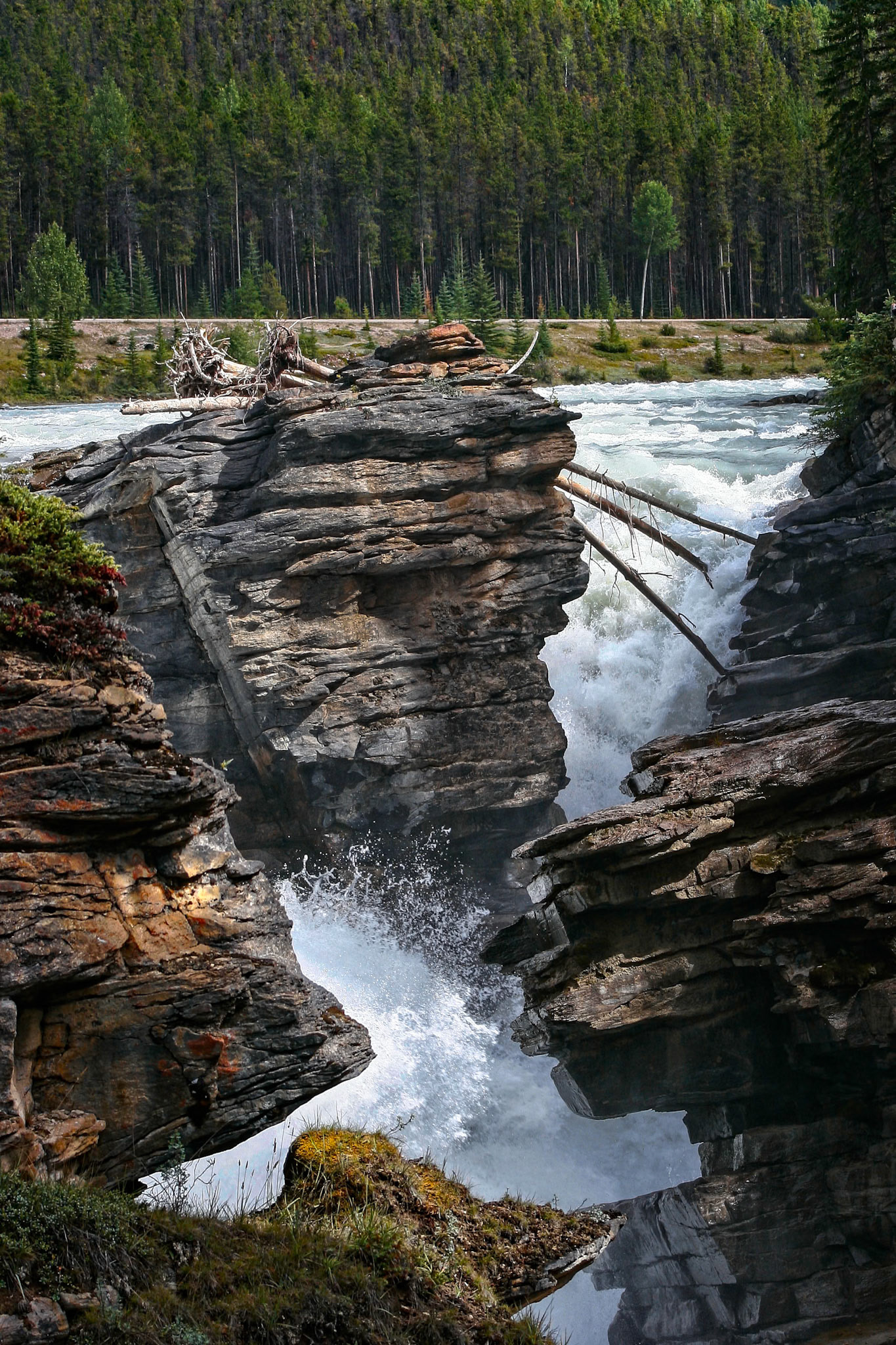Rapids on the Athabasca River in Jasper National Park