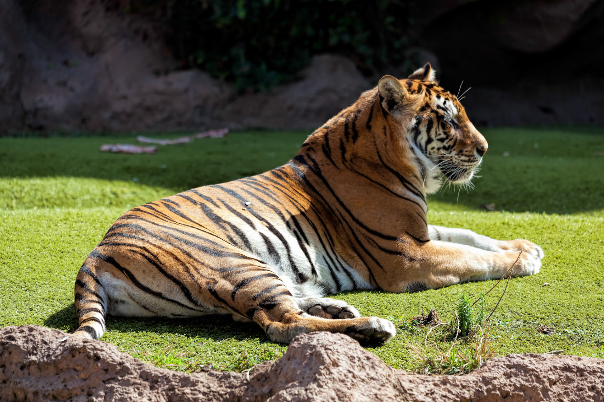 Bengal Tiger