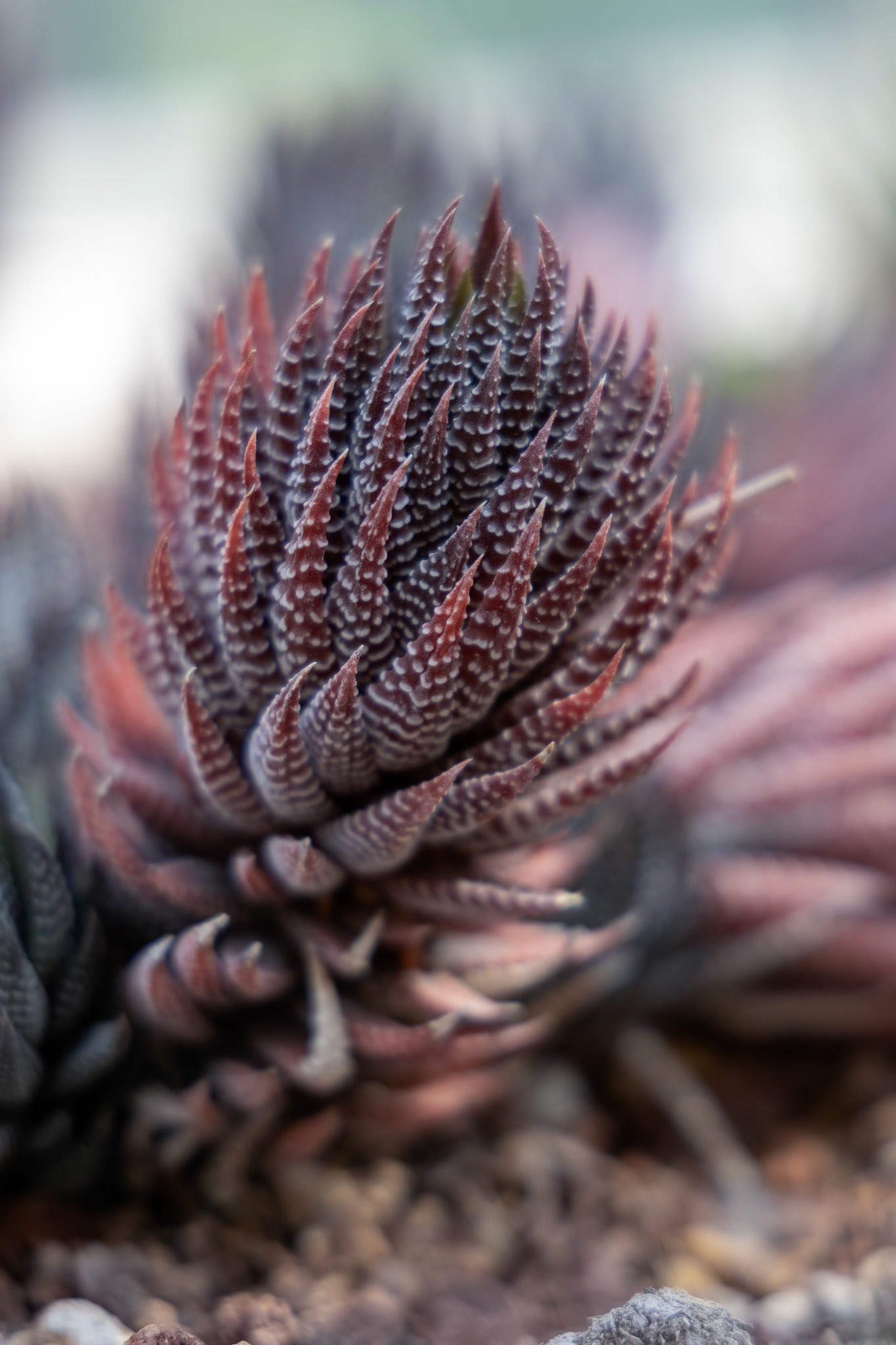 View of a red Haworthia succulent plant