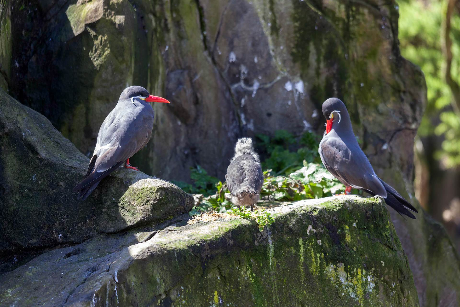 Inca Terns (Larosterna inca) and Chick on a rocky ledge