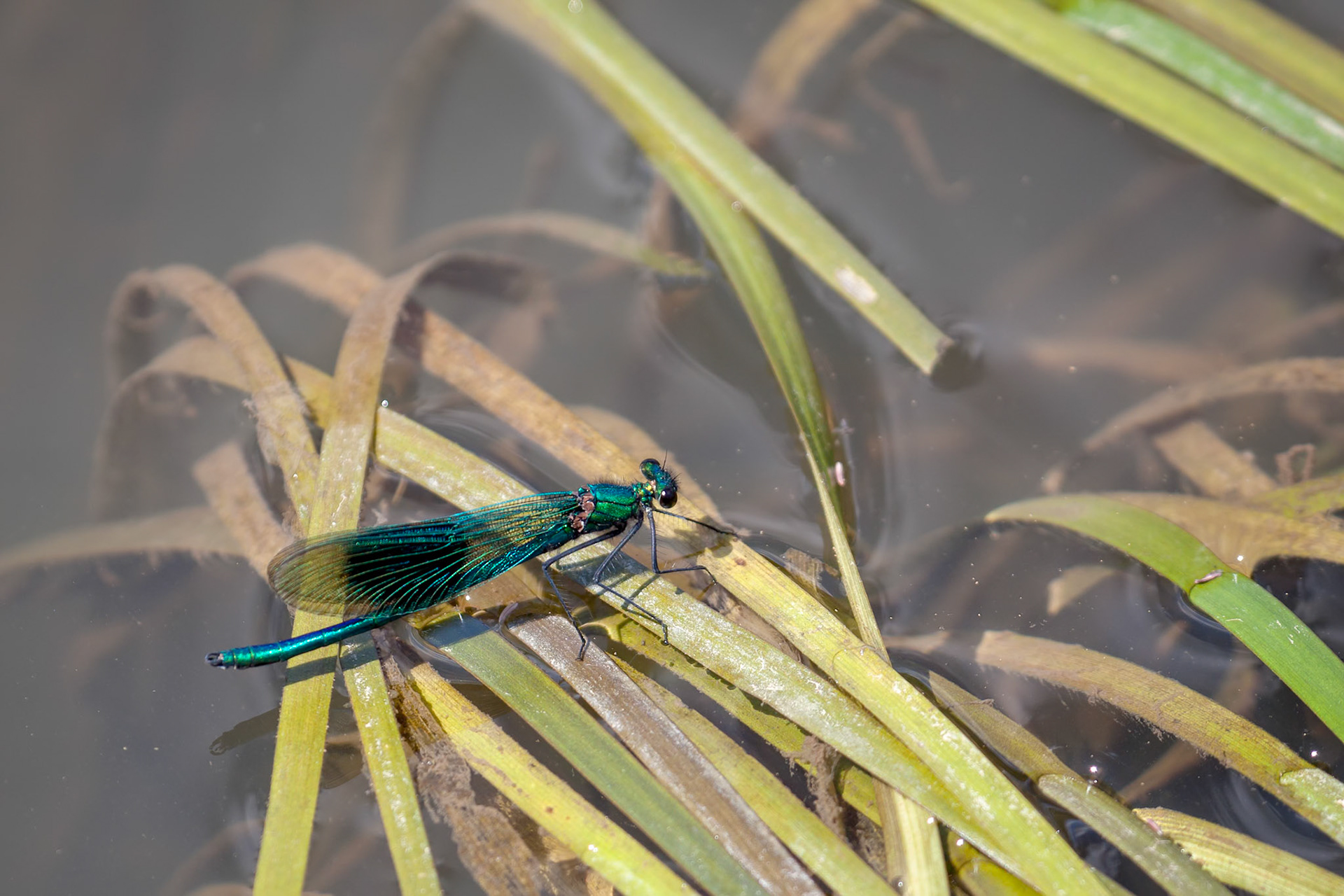Damselfly (Zygoptera) resting on reeds in the River Rother
