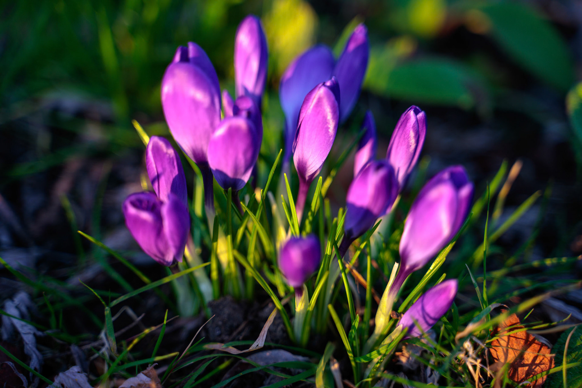 Crocuses Flowering in East Grinstead
