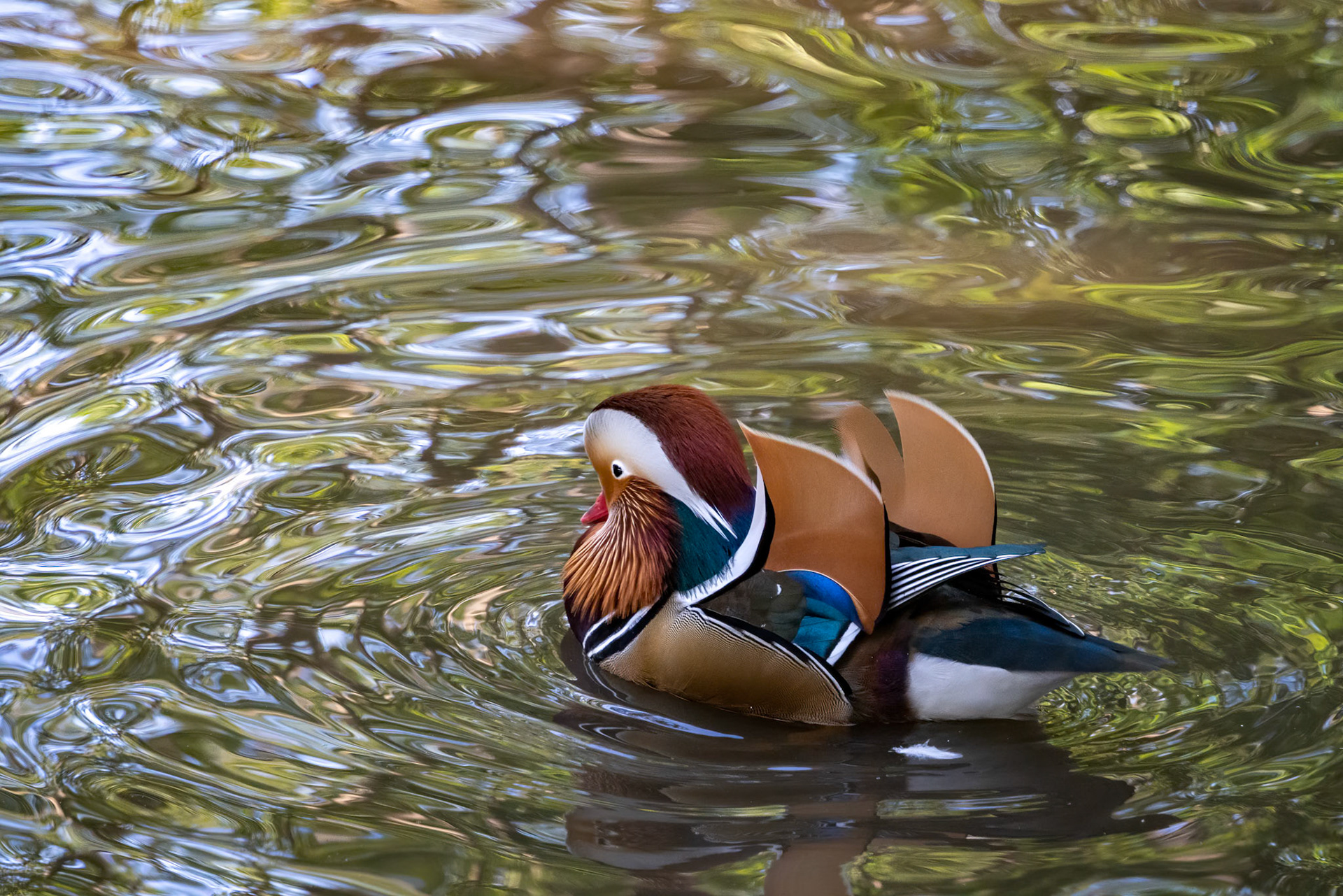 Mandarin duck (Aix galericulata) on the lake at Tilgate Park in Sussex