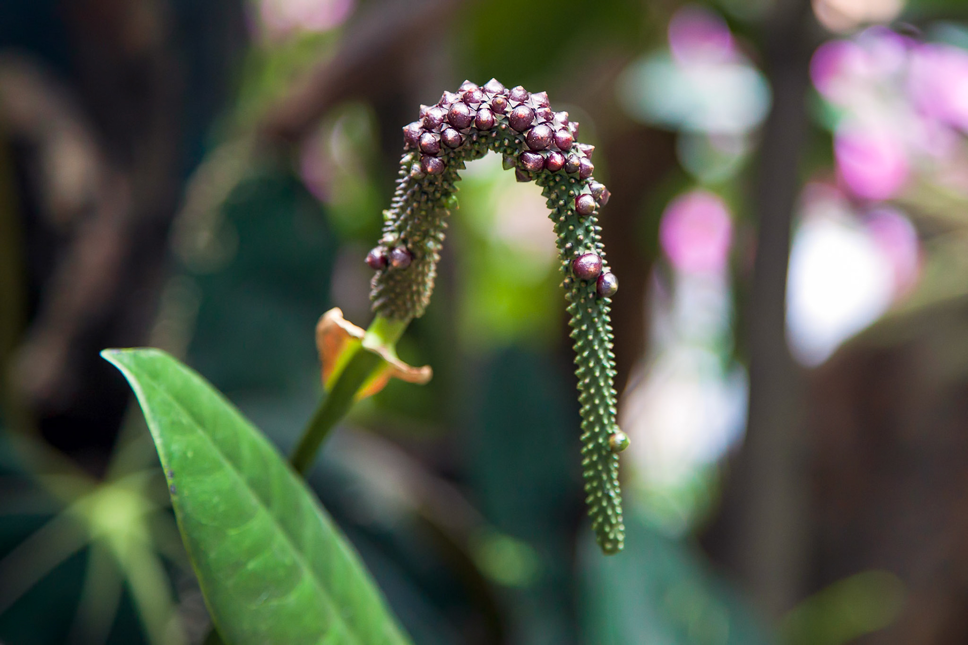 Unidentified Plant in Singapore