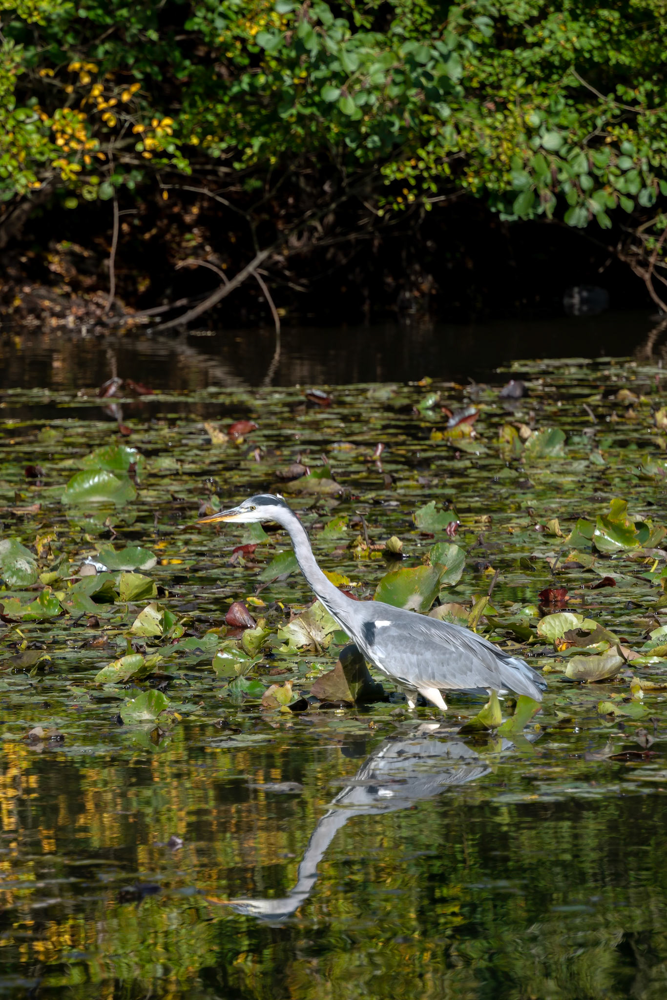 Grey Heron wading through a lake looking for fish by the lily pads