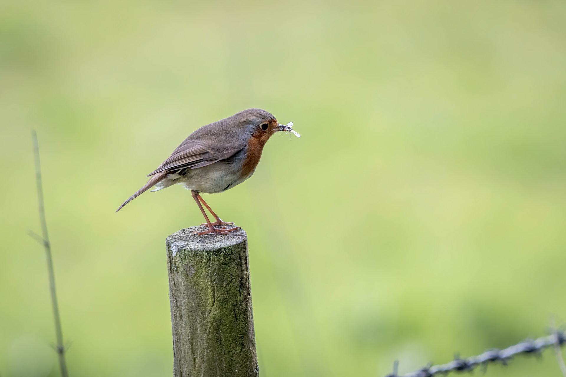 Robin standing on a wooden post having caught an insect