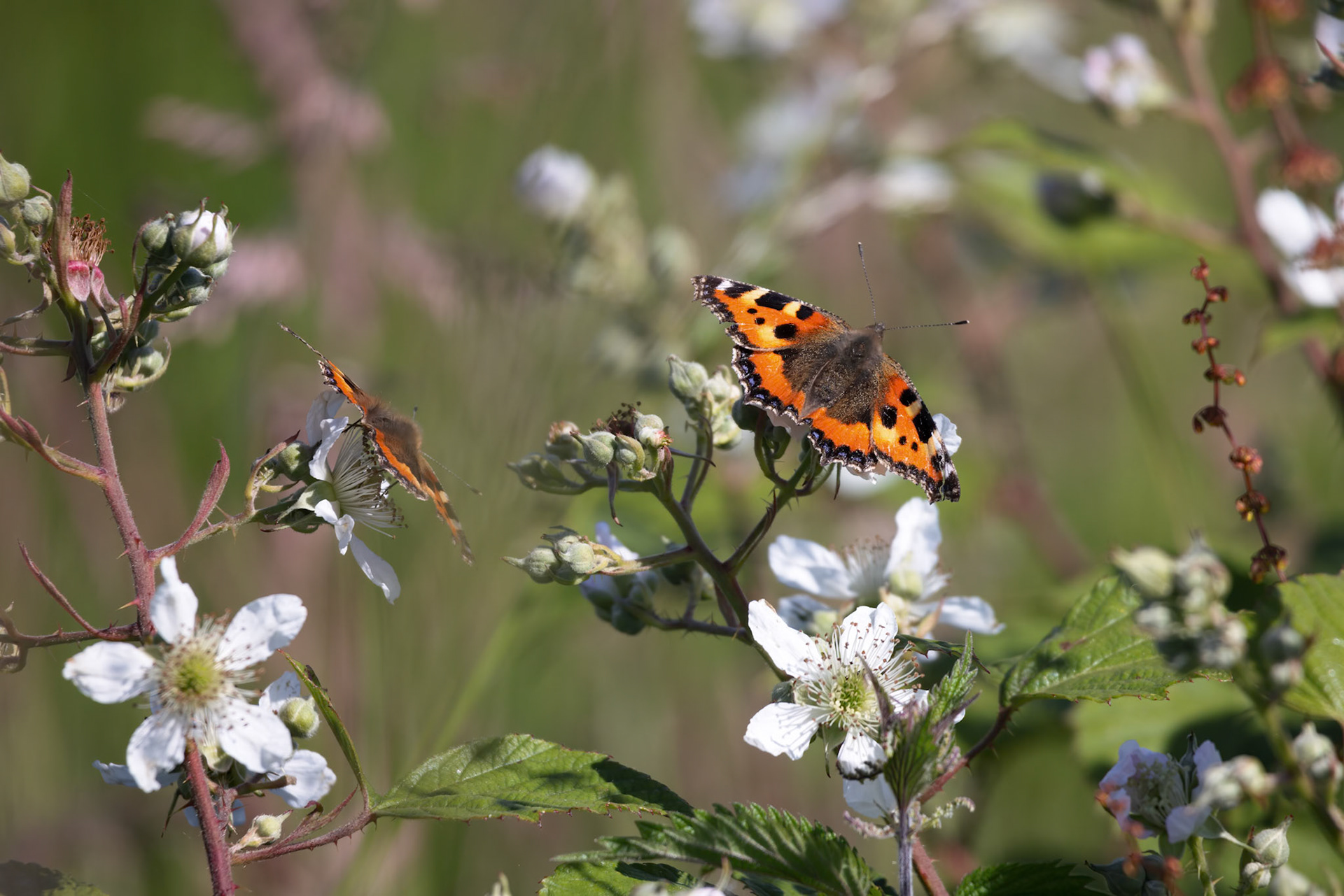 Small Tortoiseshell butterfly feeding on a Blackberry flower