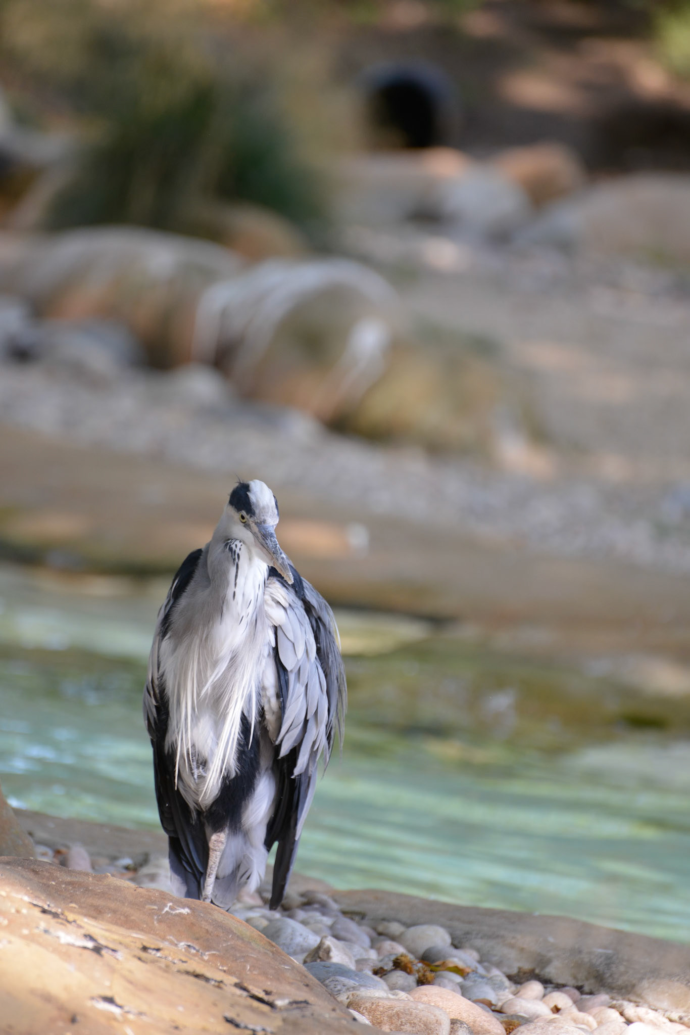 Grey Heron standing by the waters edge