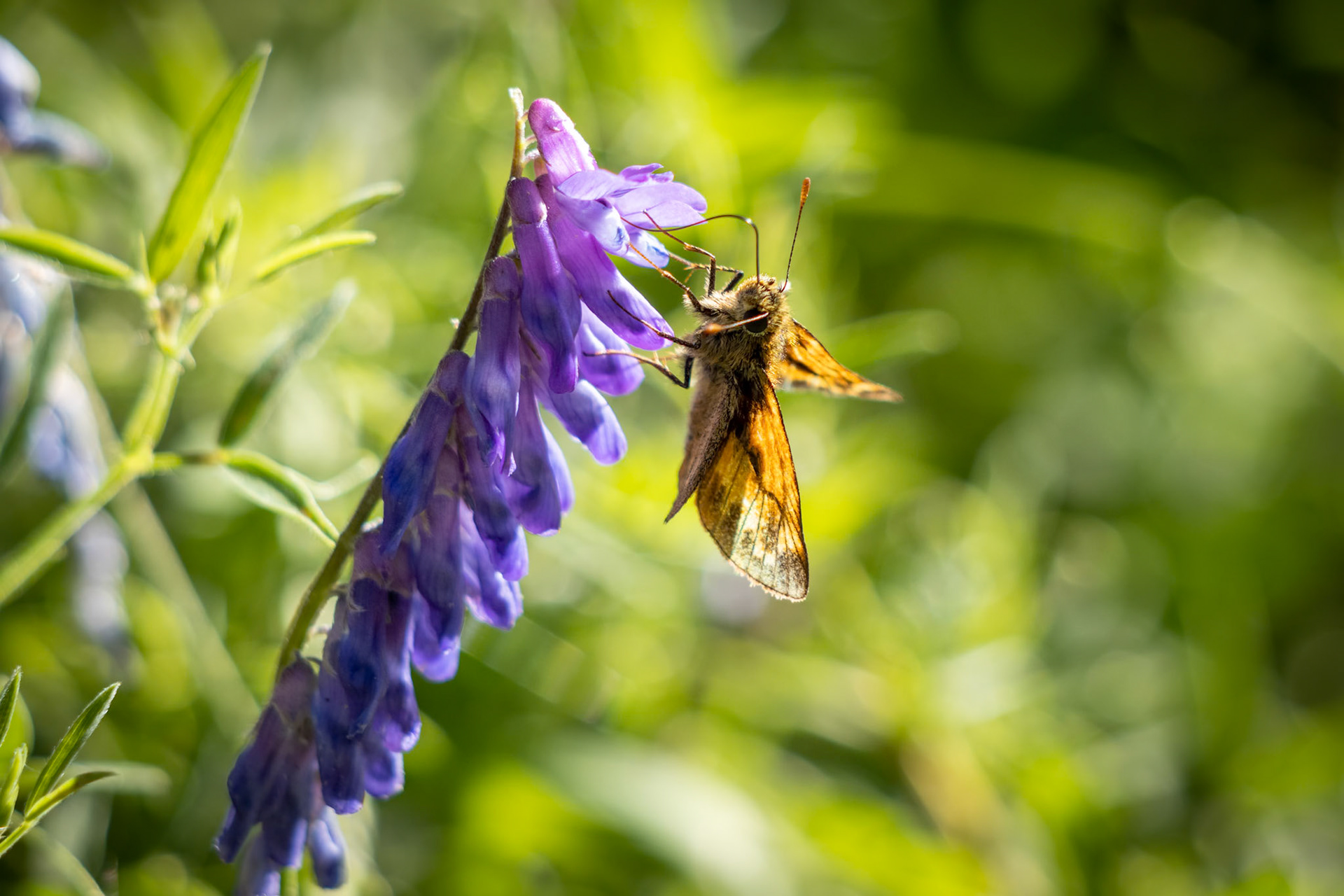 Large Skipper Butterfly (Ochlodes venatus) feeding on a flower in the summer sunshine
