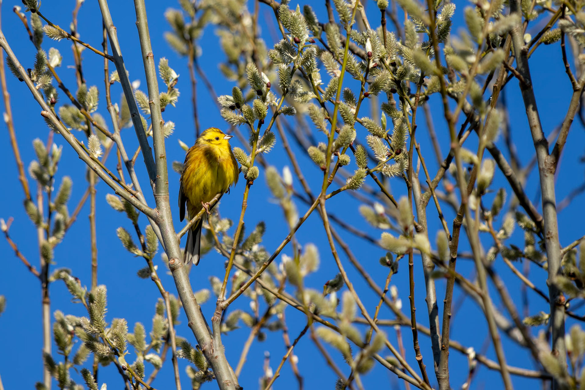 Yellowhammer (Emberiza citrinella) enjoying the morning sunshine