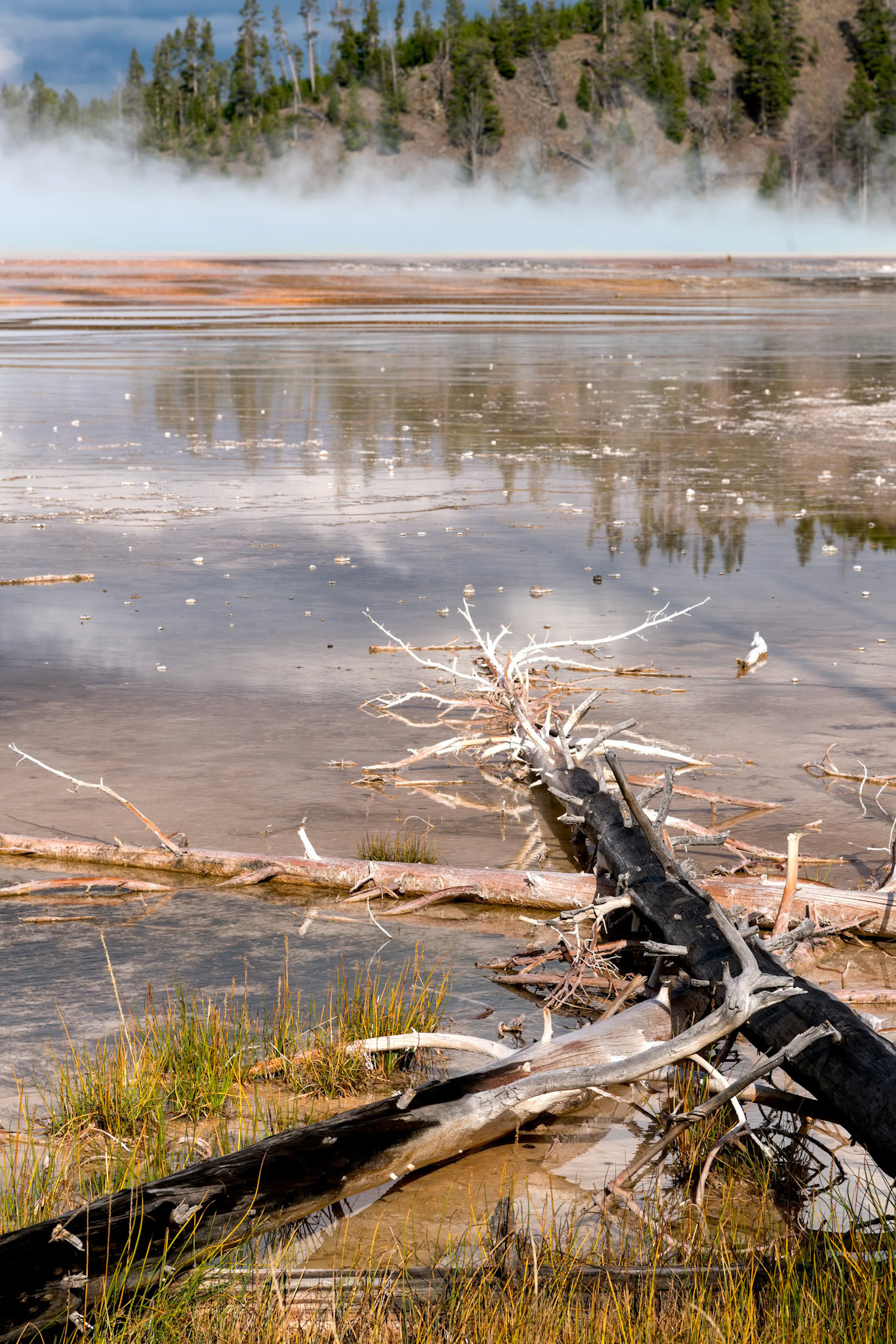 Dead trees in the Grand Prismatic Spring in Yellowstone