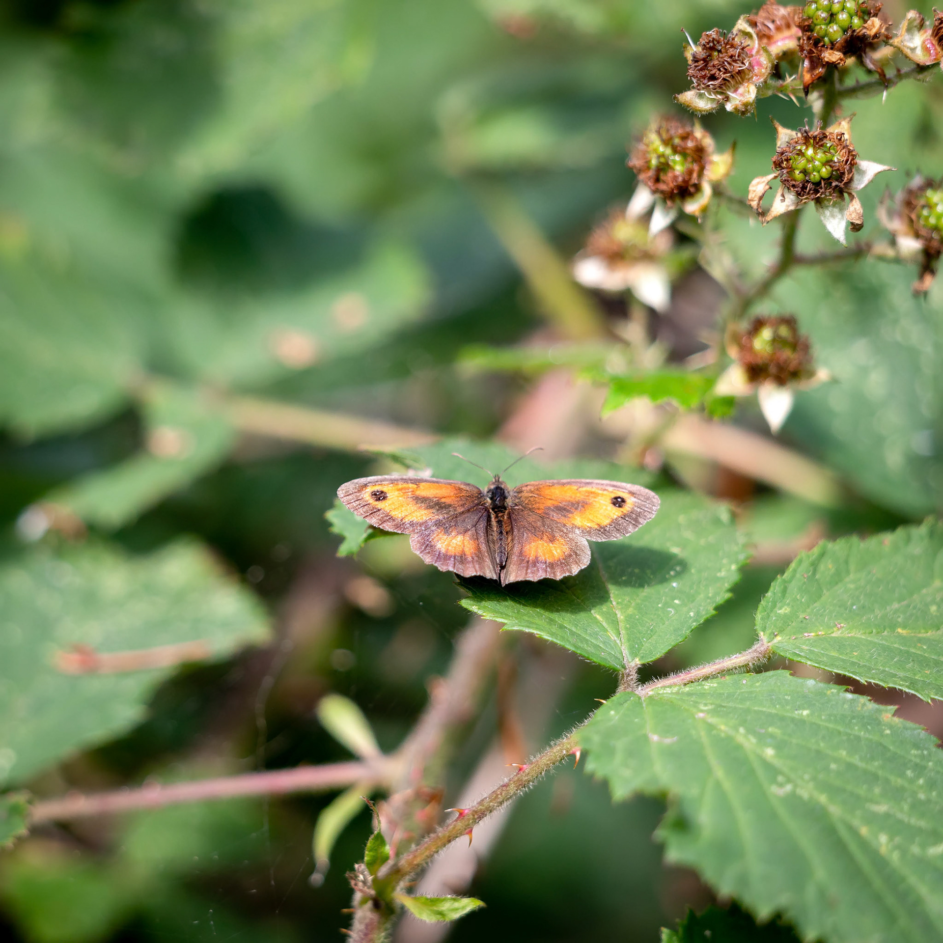 The Gatekeeper or Hedge Brown (Pyronia tithonus) butterfly resting on a Blackberry leaf
