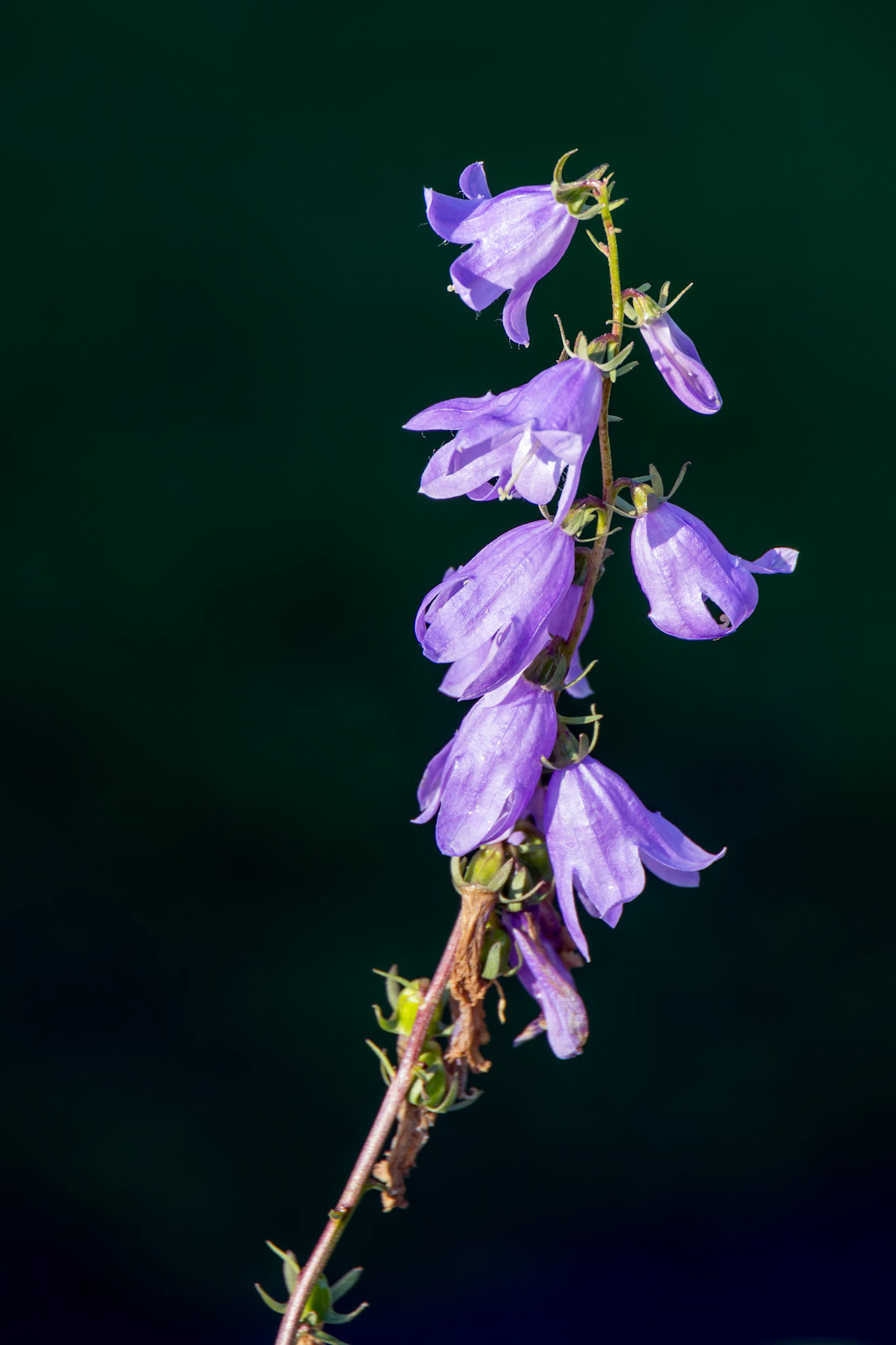 Sunlit Harebell flowering in a garden in Candide Italy