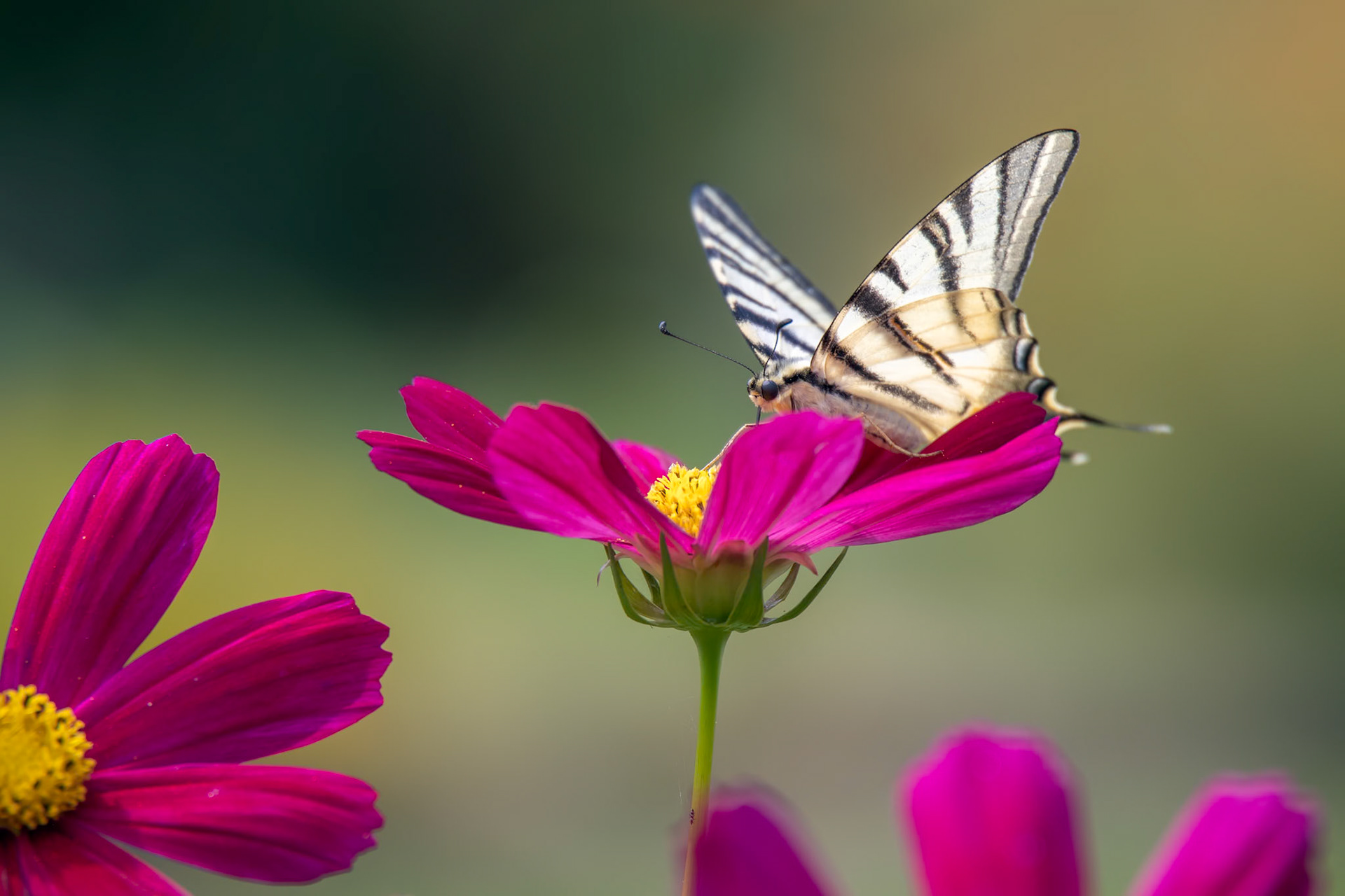 Swallowtail butterfly feeding on a Cosmos flower at Bergamo in Italy