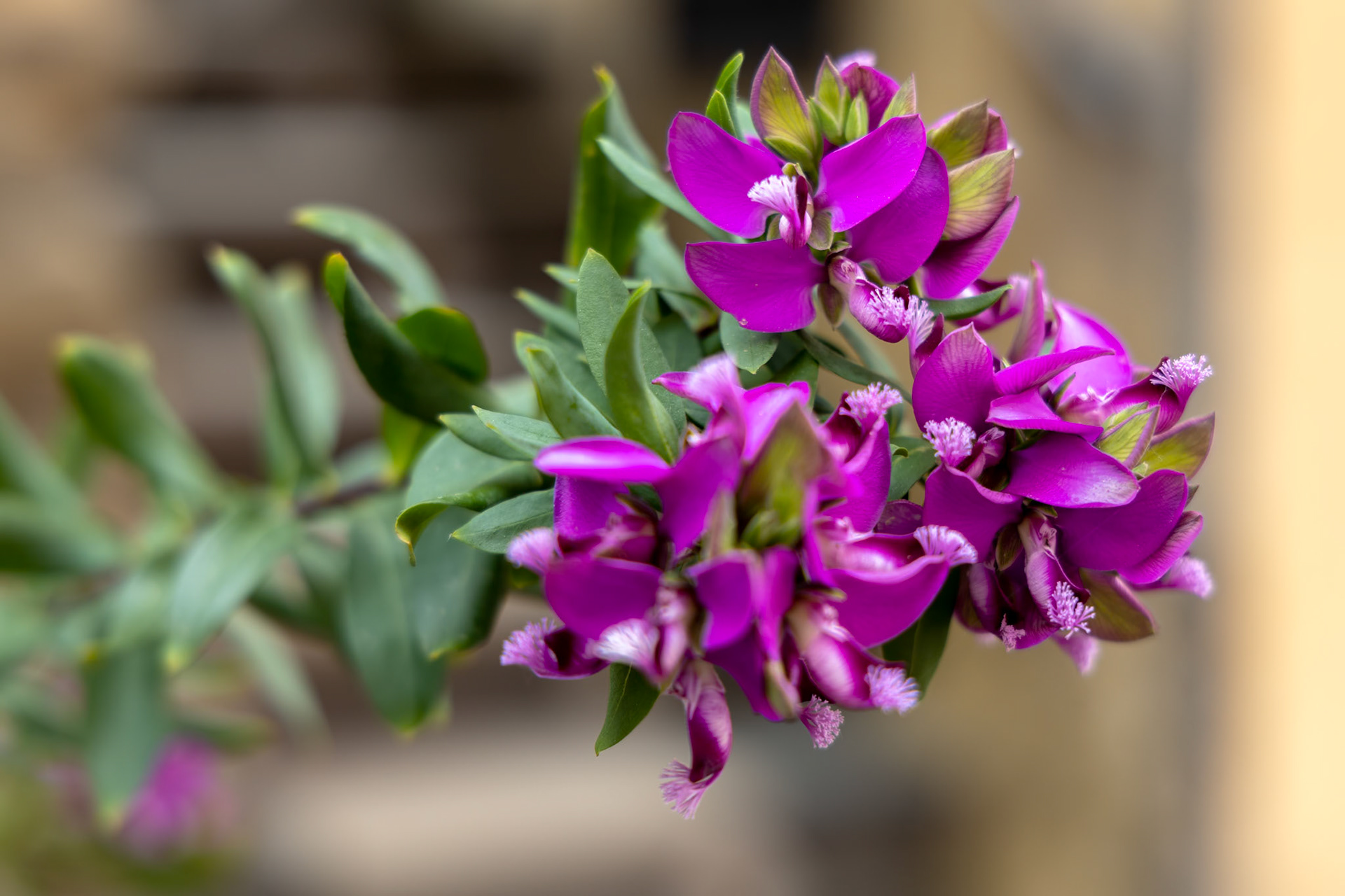 Polygala Myrtifolia or the myrtle-leaf milkwort flowering in Monterosso Liguria Italy