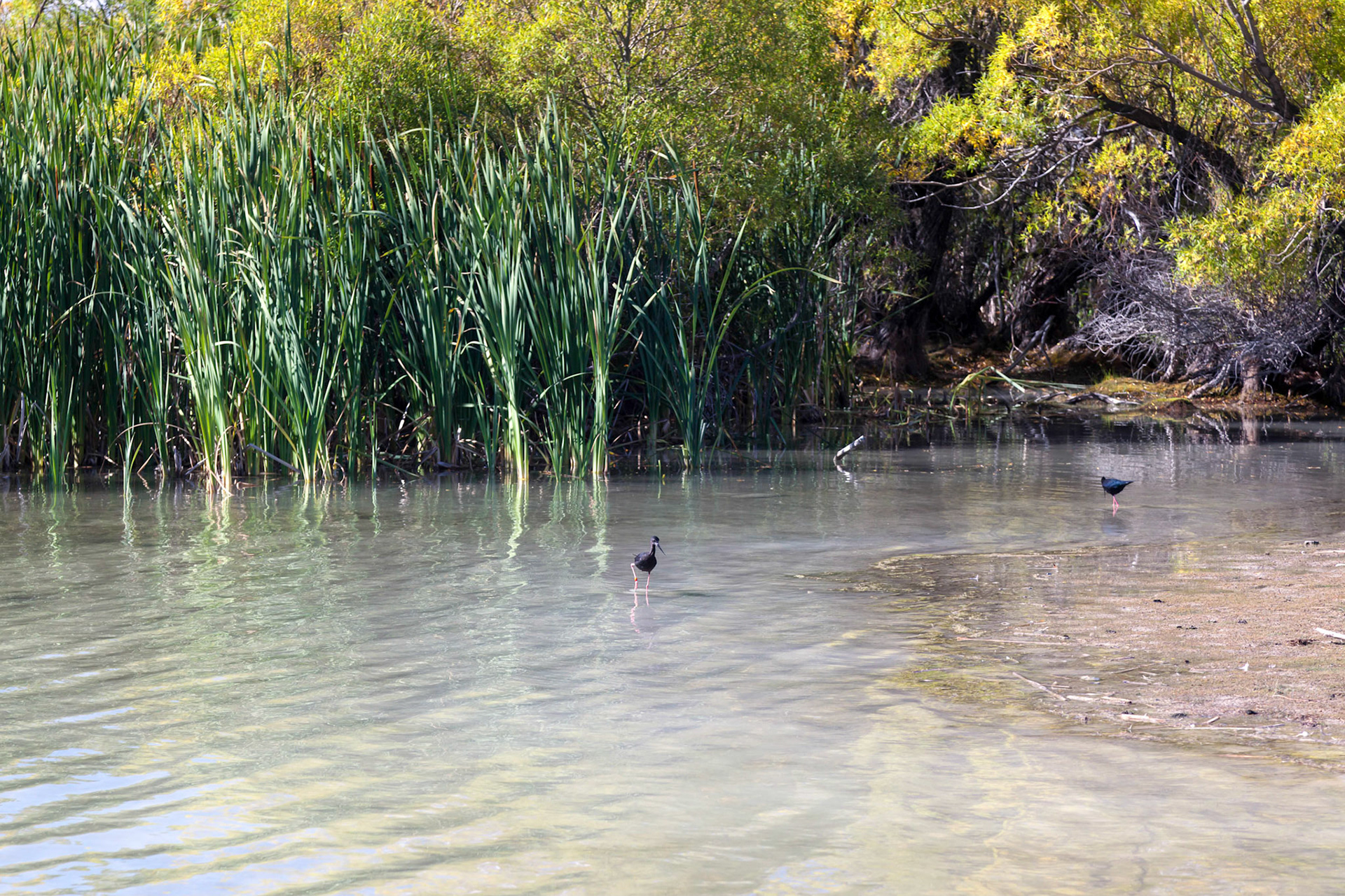 Black Stilt (Himantopus novaezelandiae)