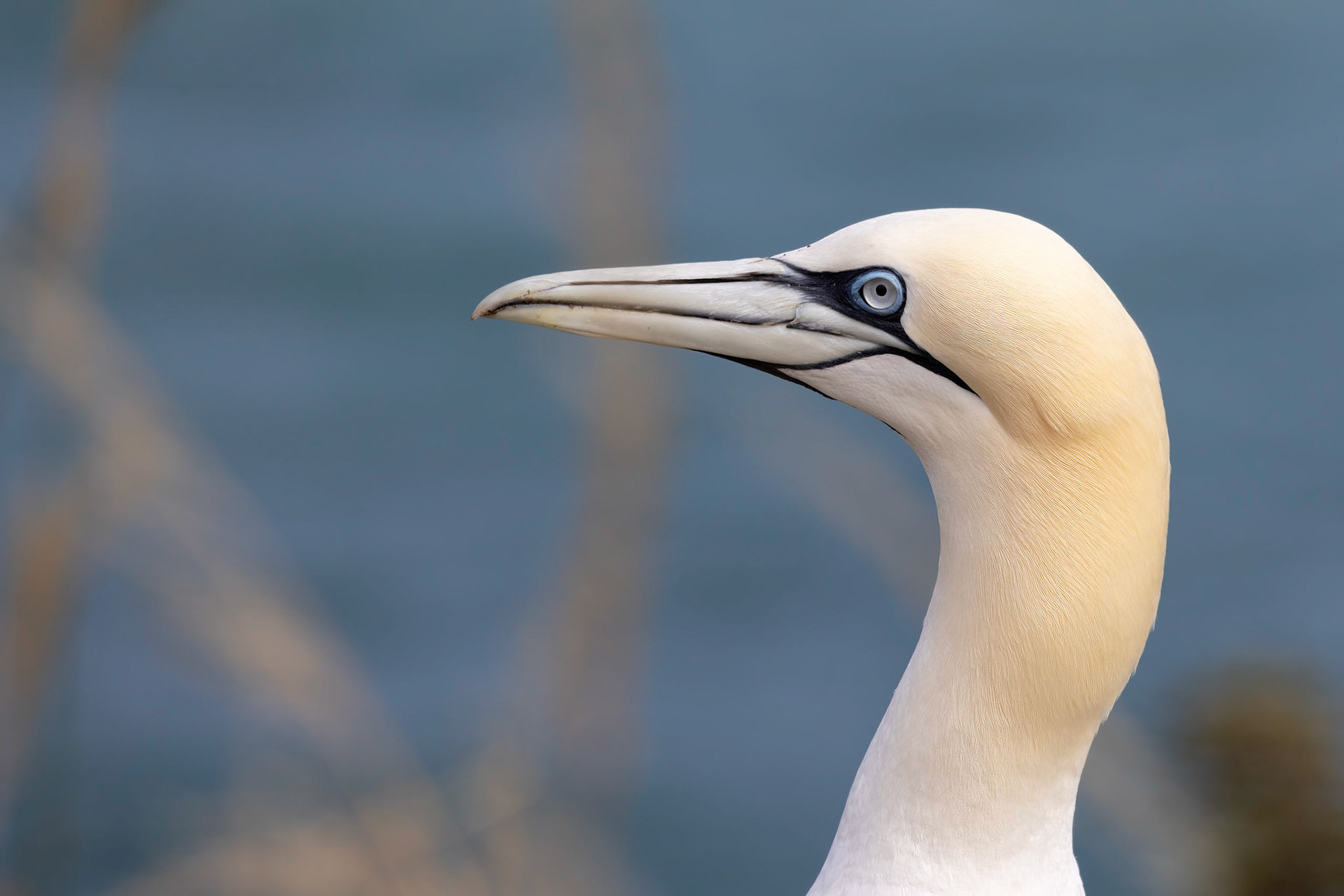 Gannet, Morus bassanus, at Bempton Cliffs in Yorkshire