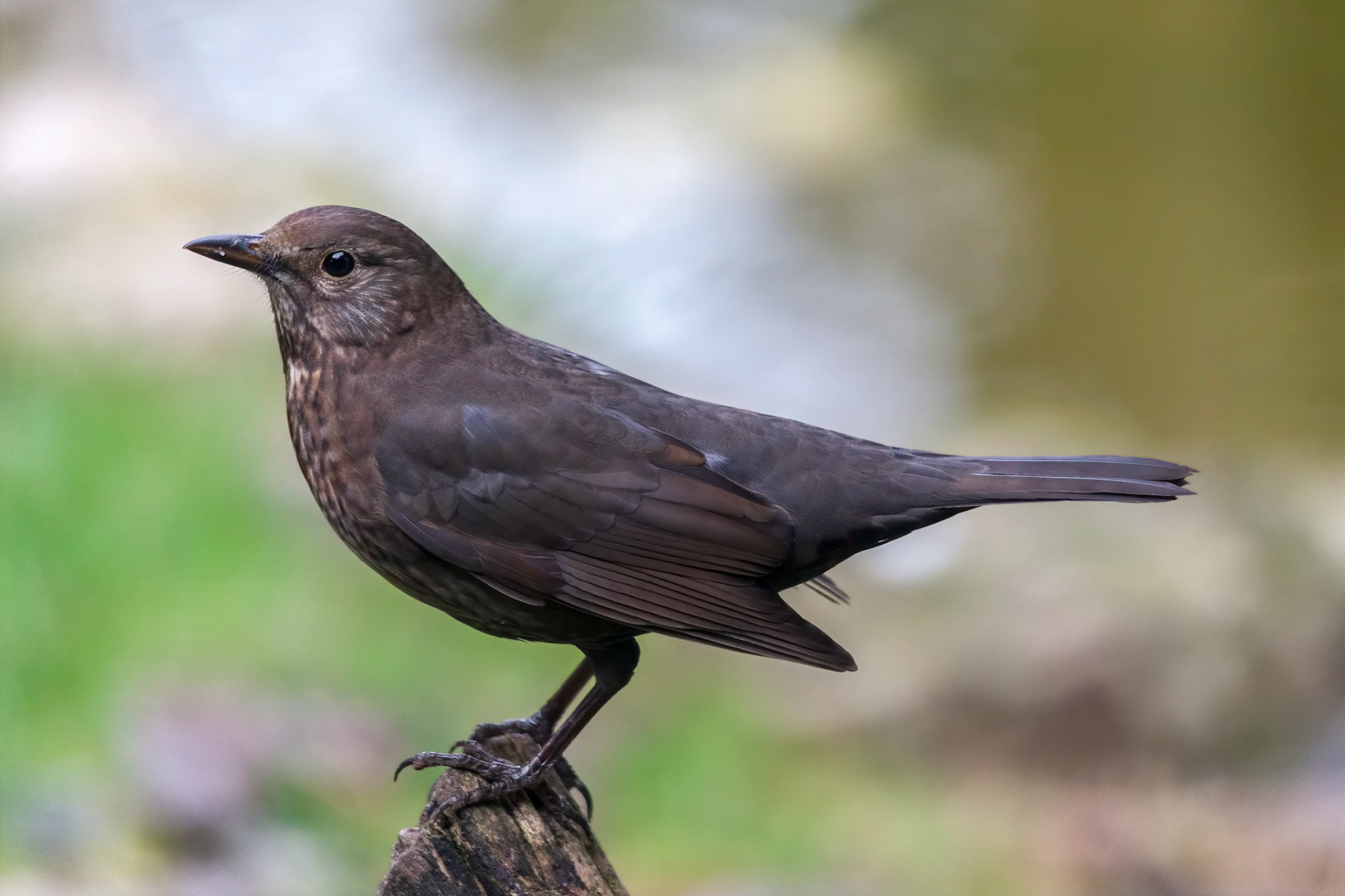 Female Blackbird (Turdus merula)