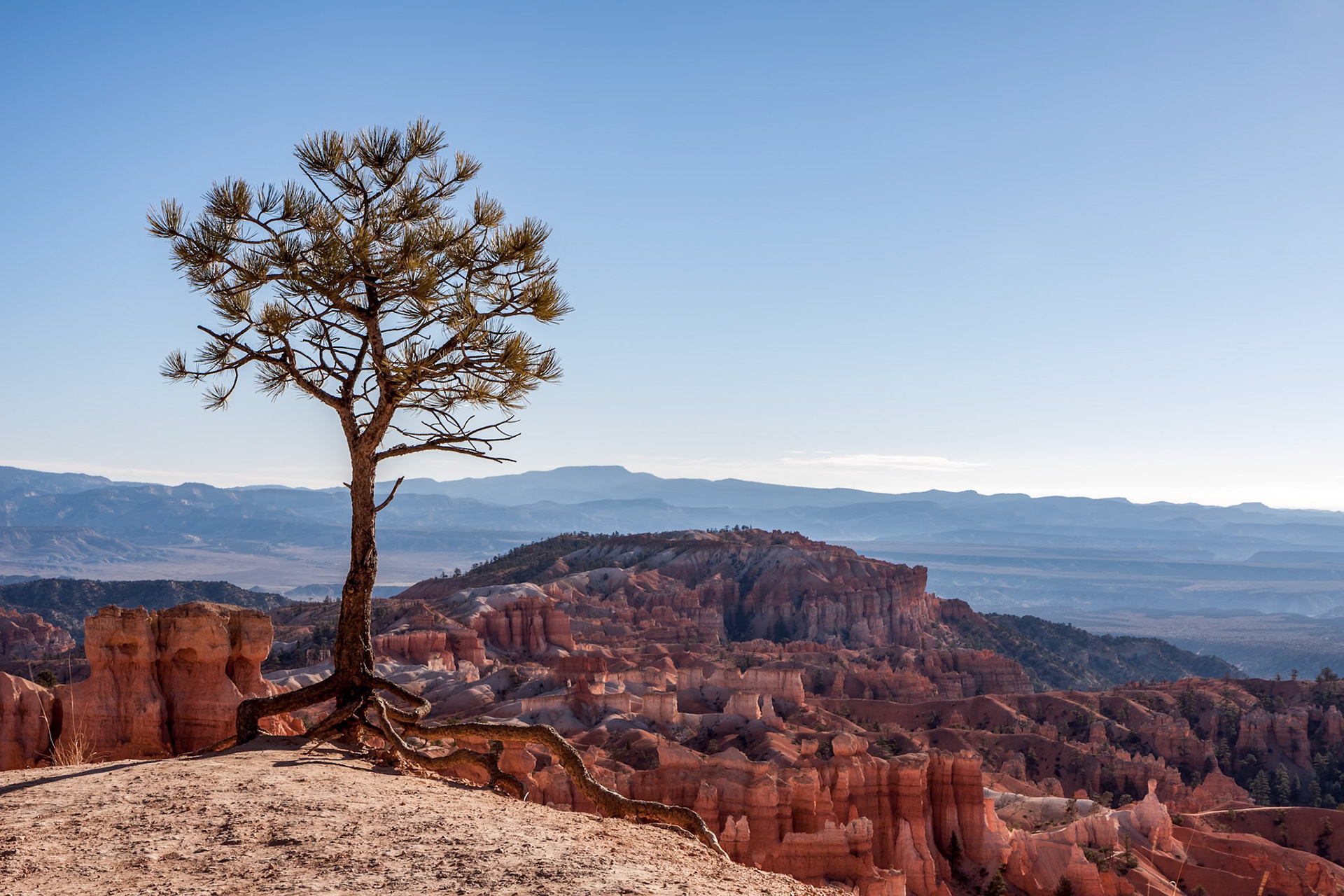 Small tree existing on the edge  of Bryce Canyon