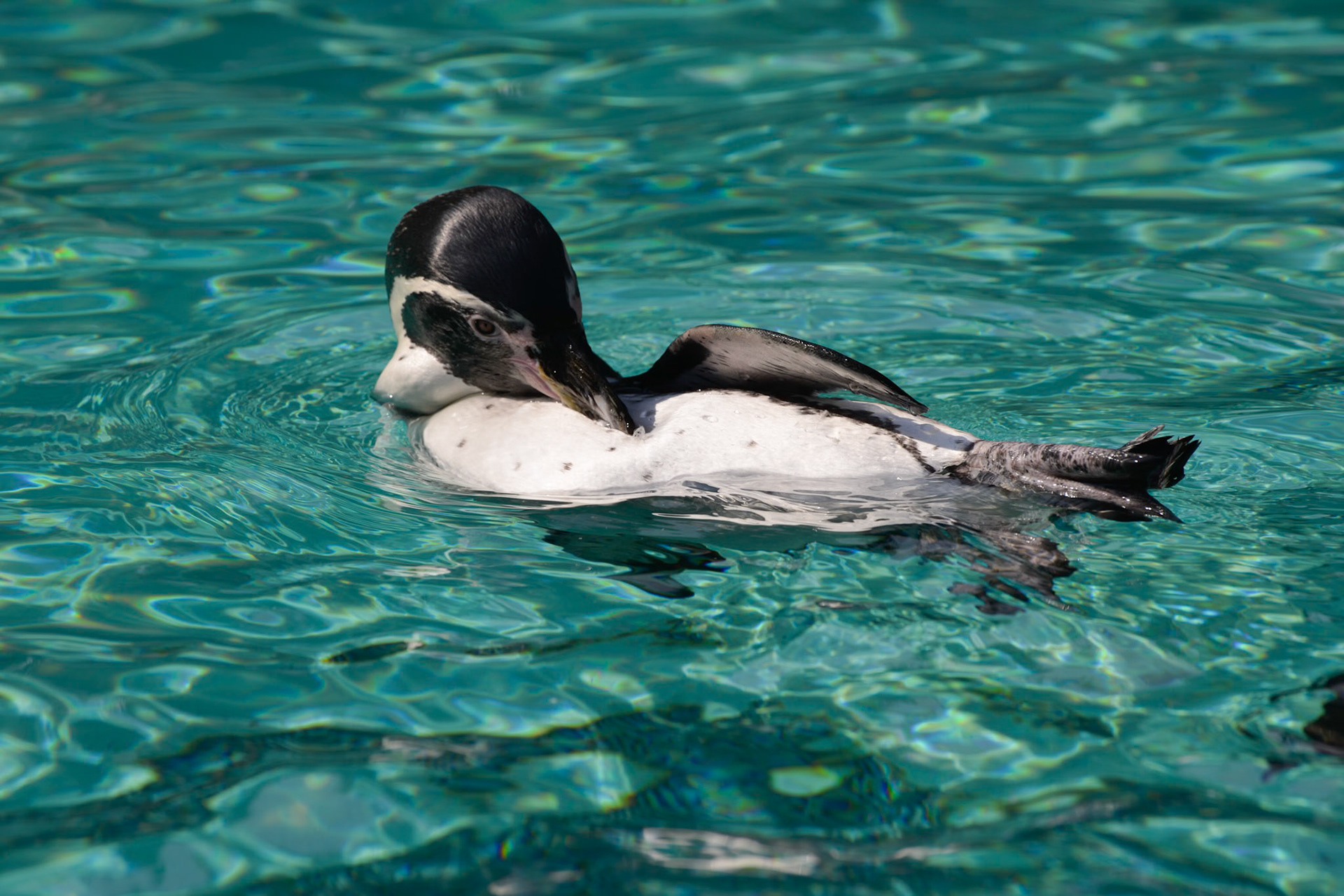Humboldt Penguin (Spheniscus humboldti)